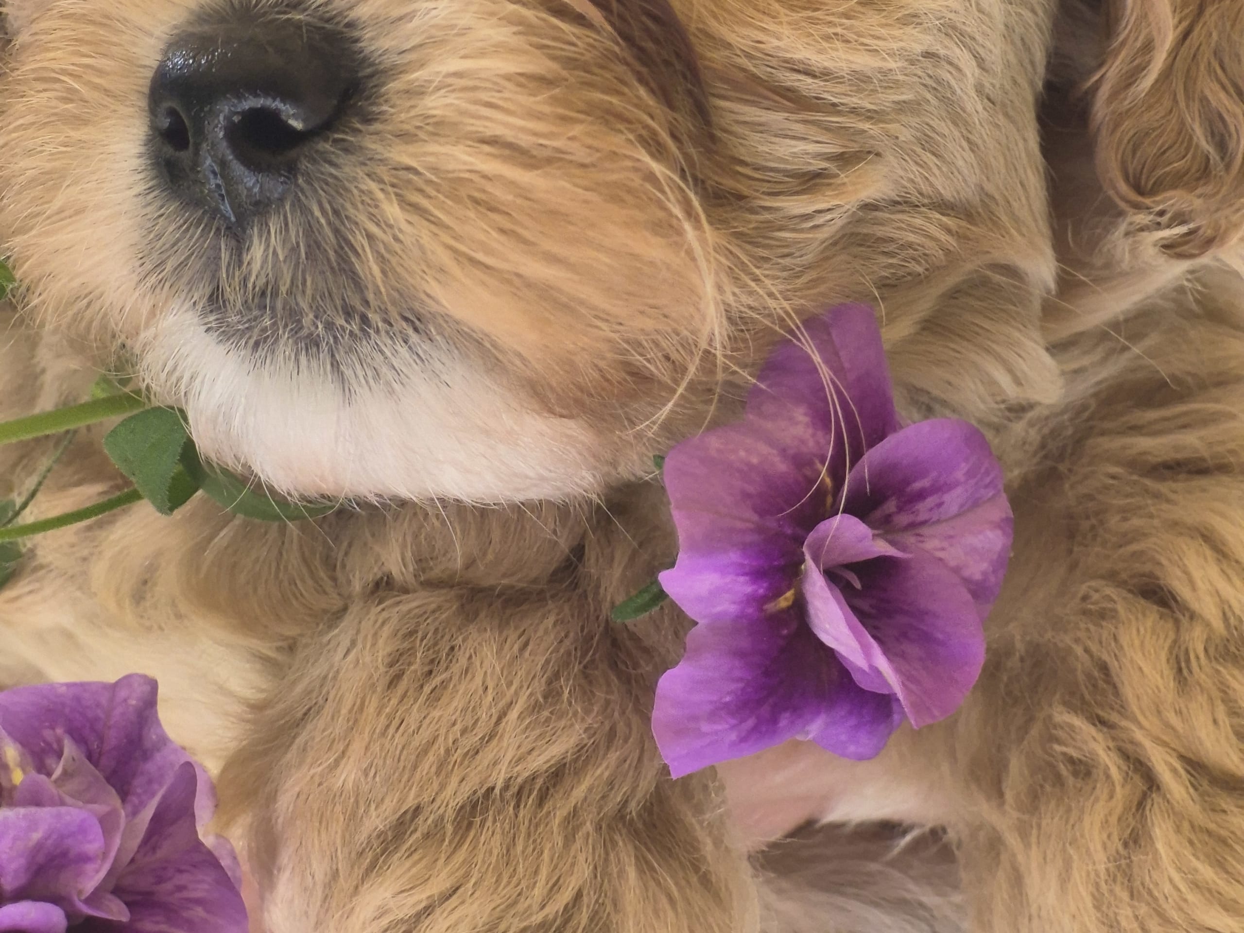 Puppy: Tik 1
