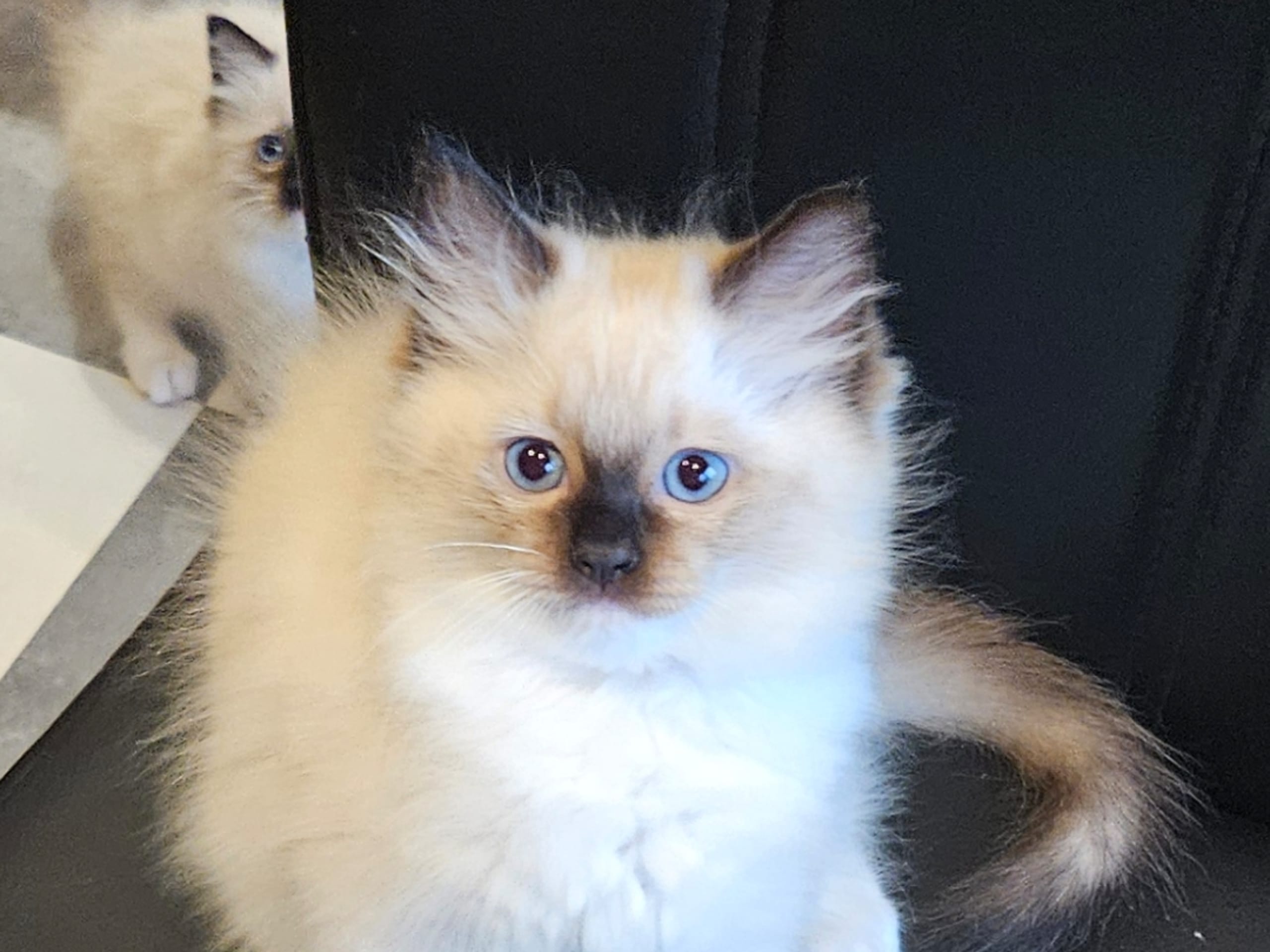 kitten: Bamse