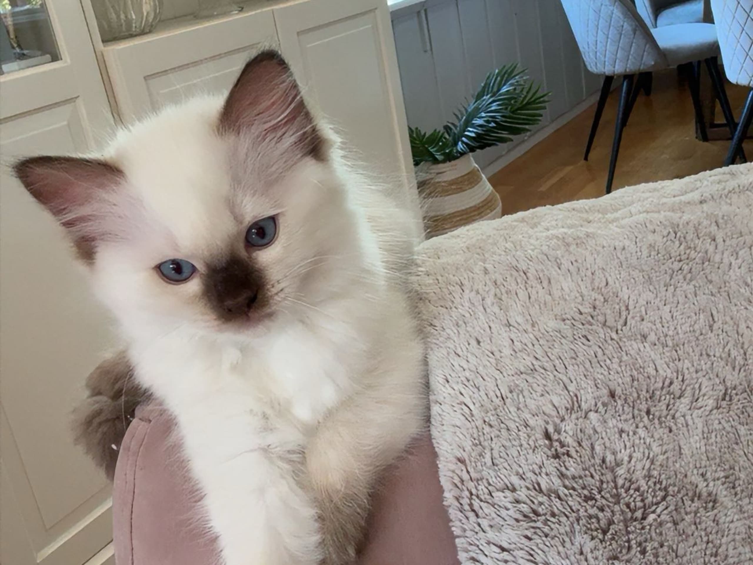 kattunge: Hunnkatt 1
