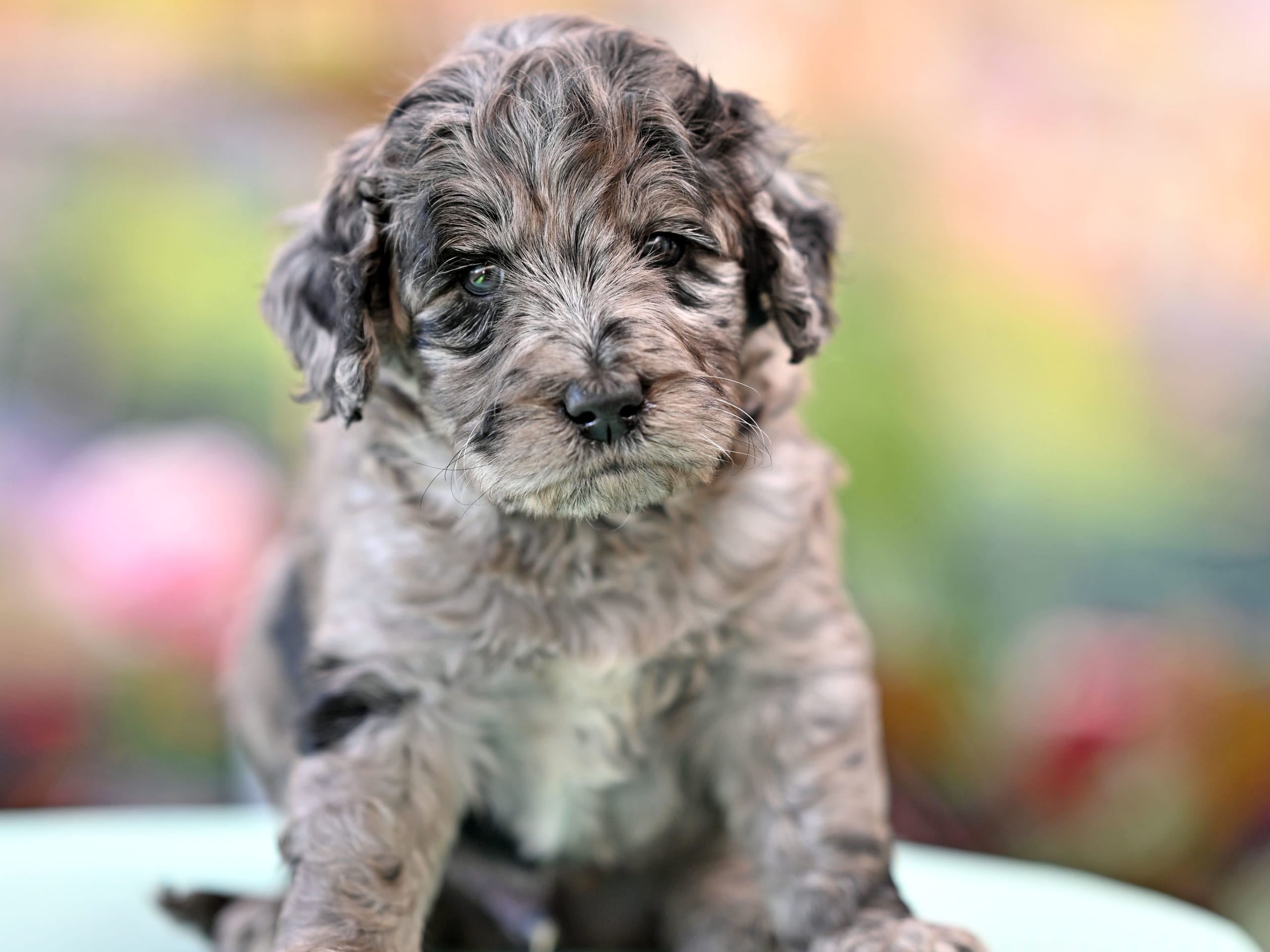 Puppy: Melon