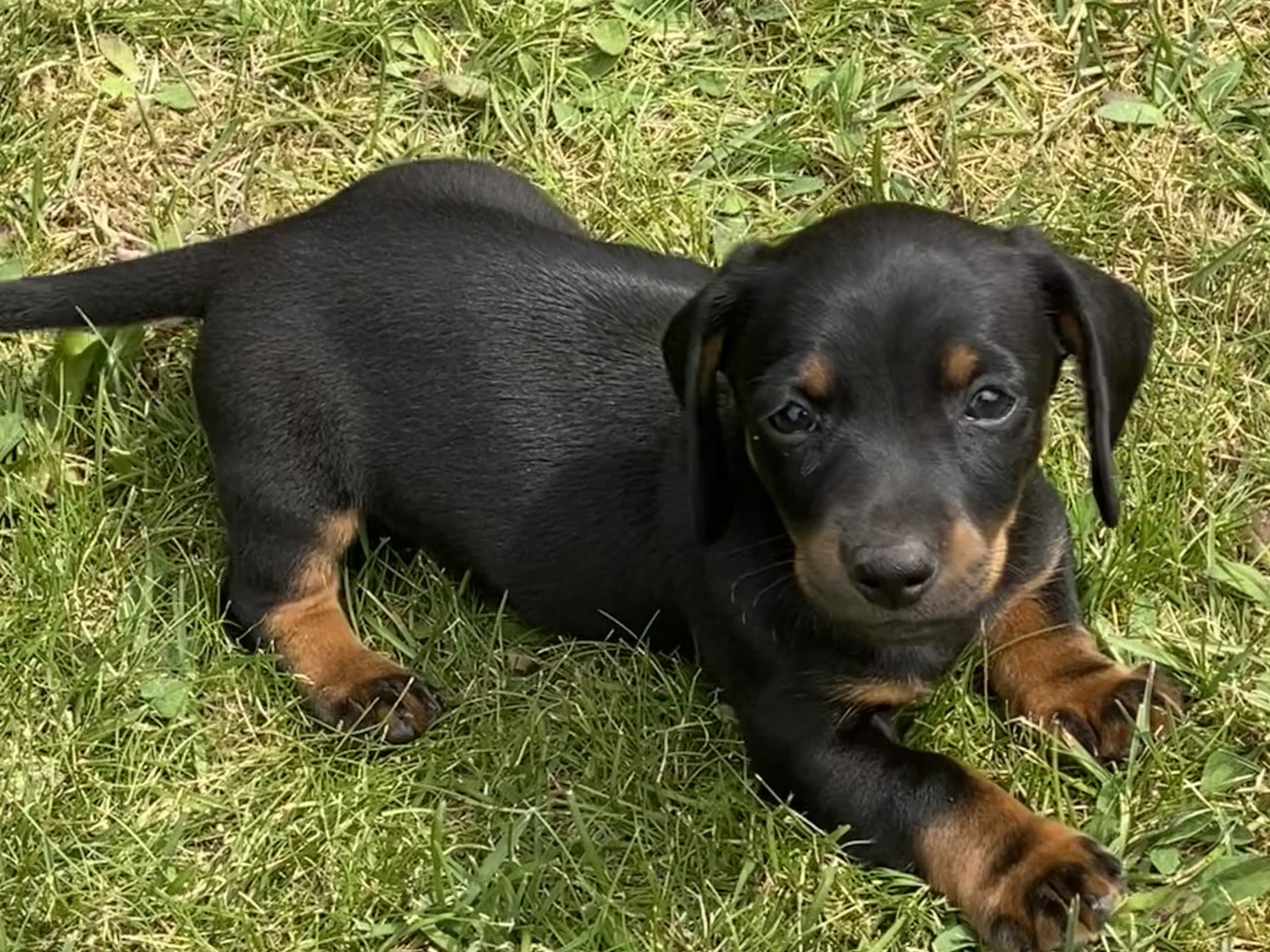 Puppy: Hane 1