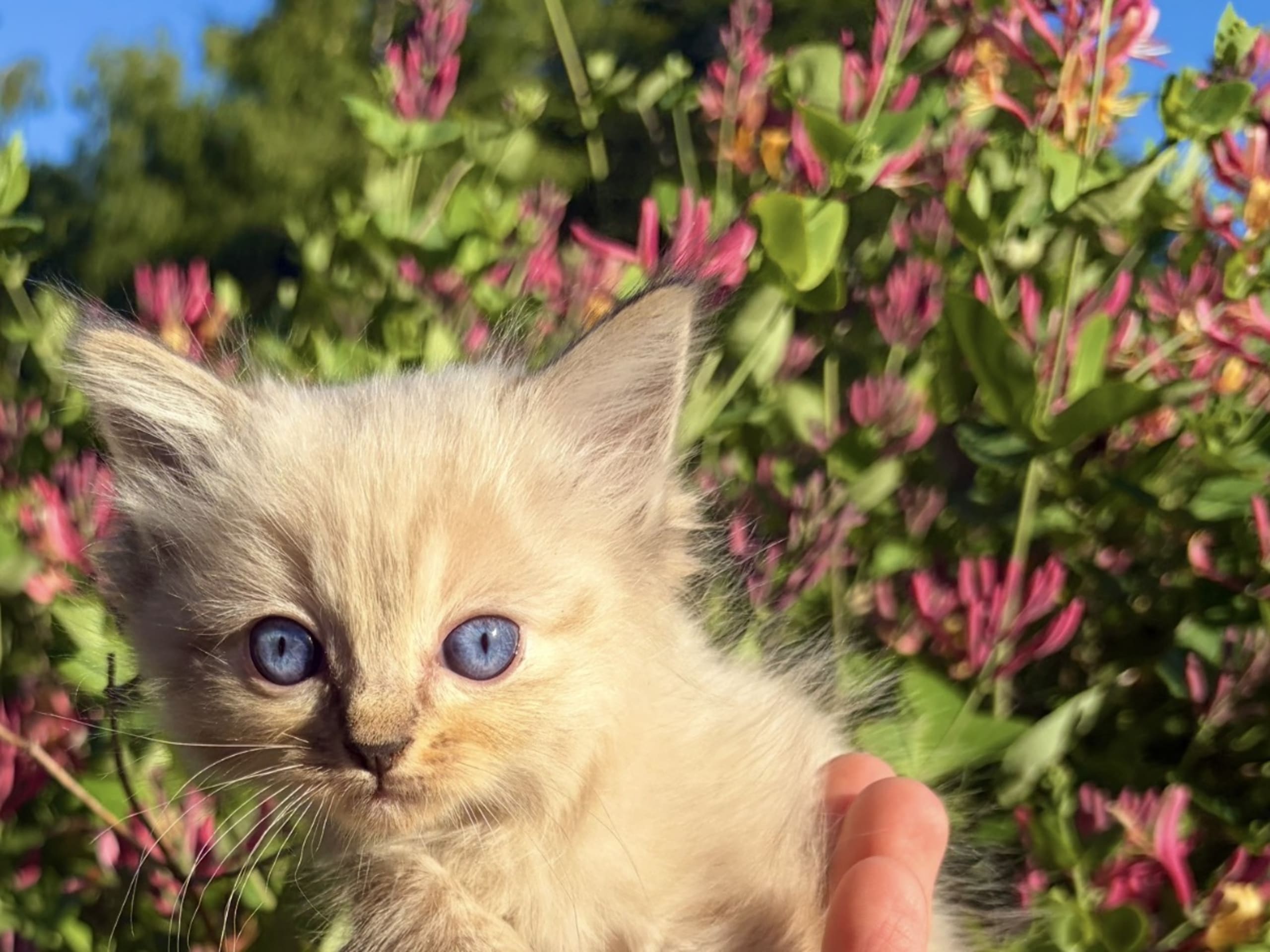 kitten: Hona 2