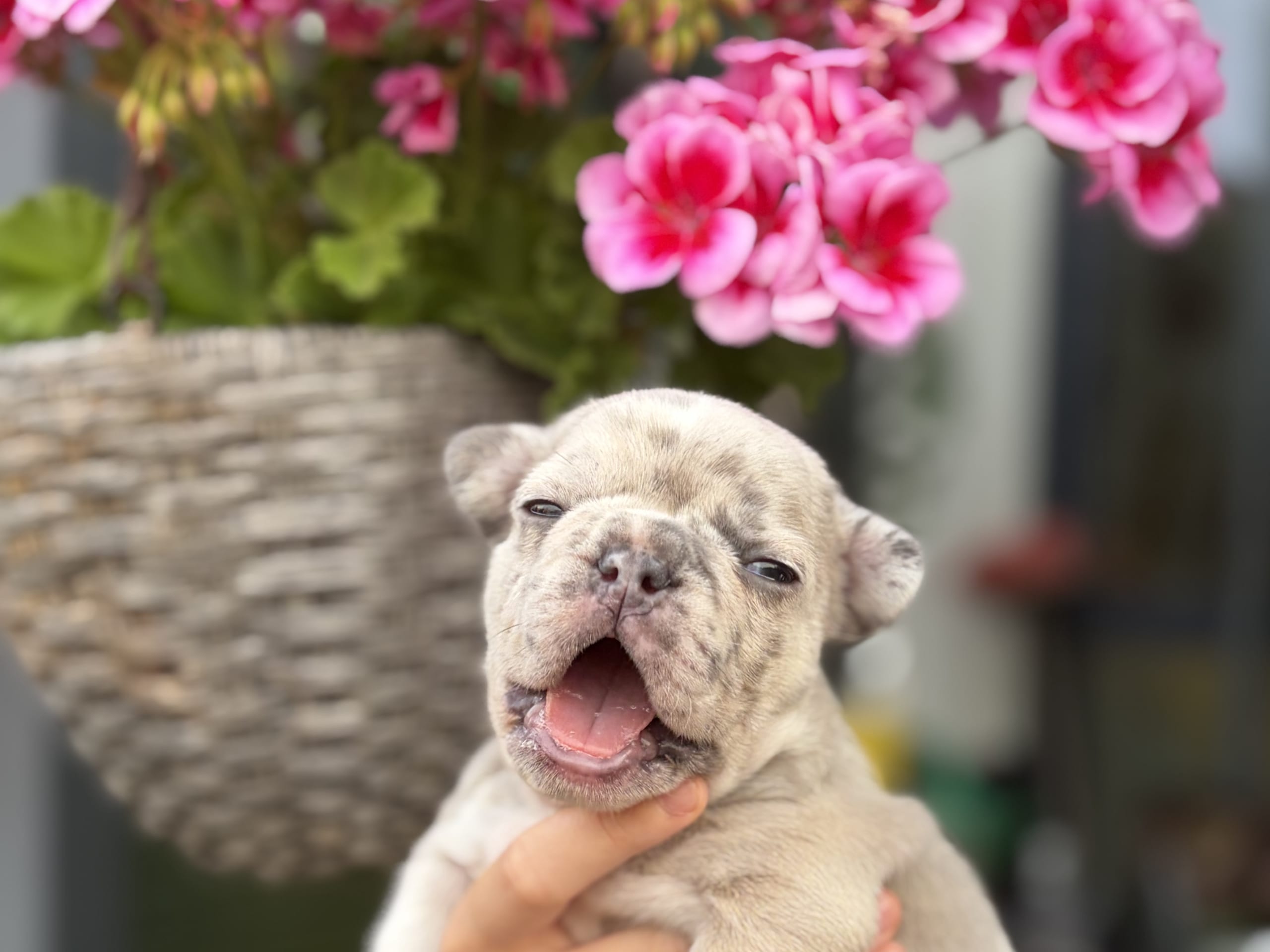 Puppy: Tik 1