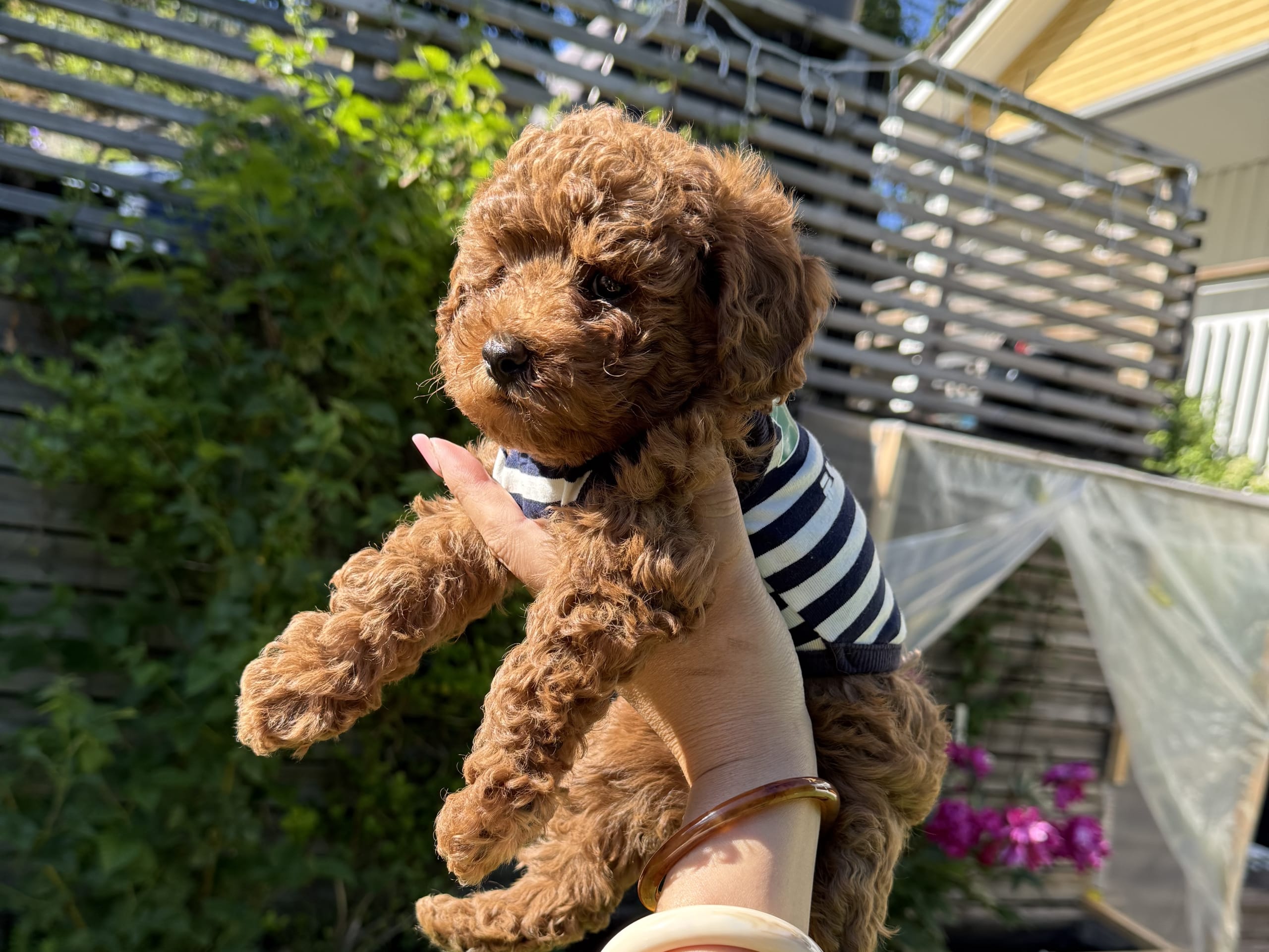 Puppy: Hane 2