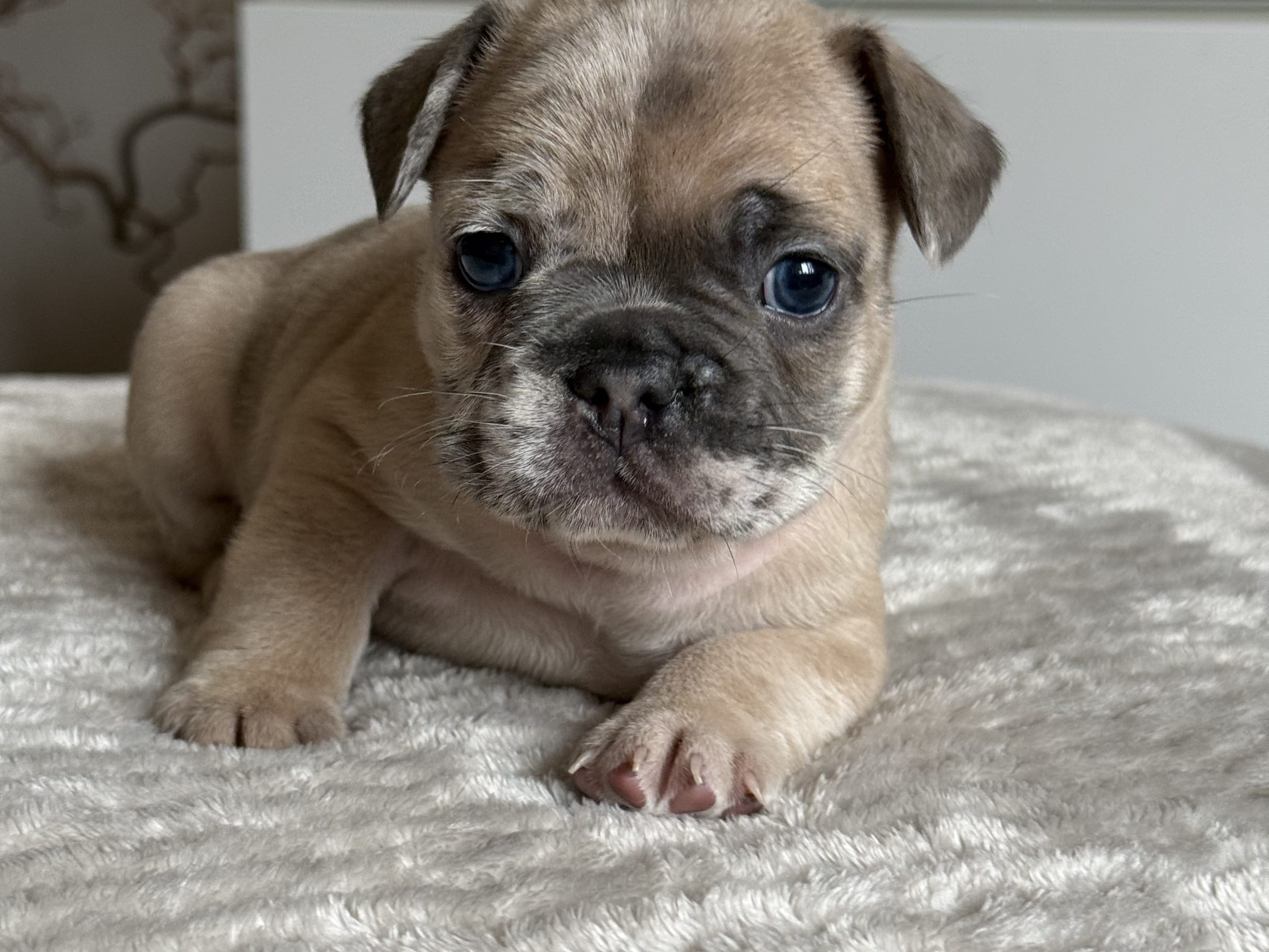 Buster