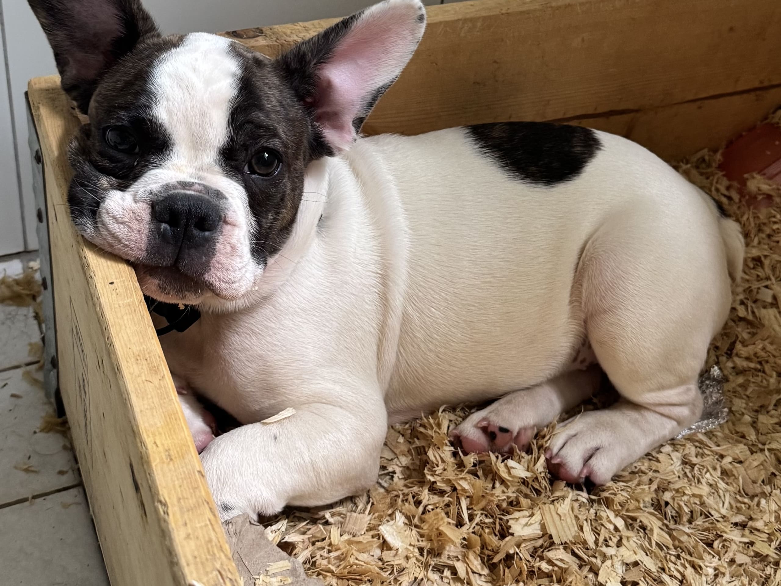 Puppy: Hane 1