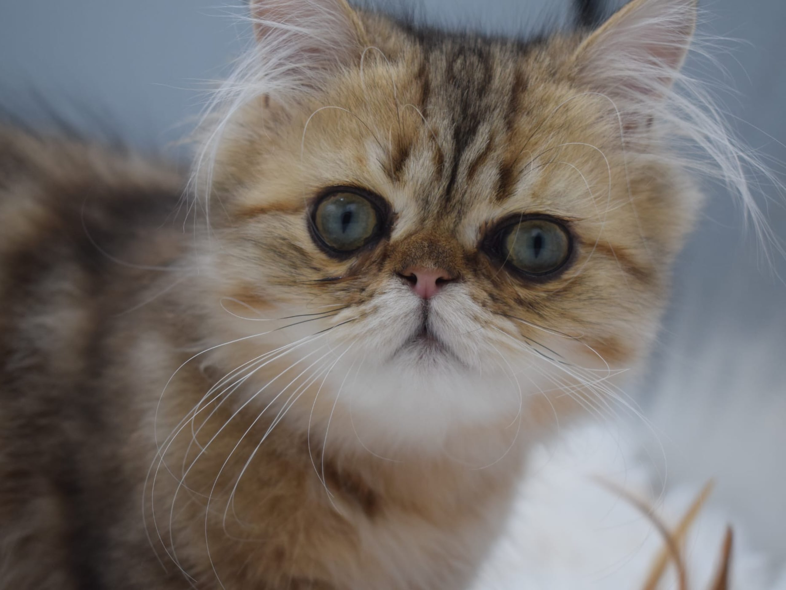 kitten: Rocky Road