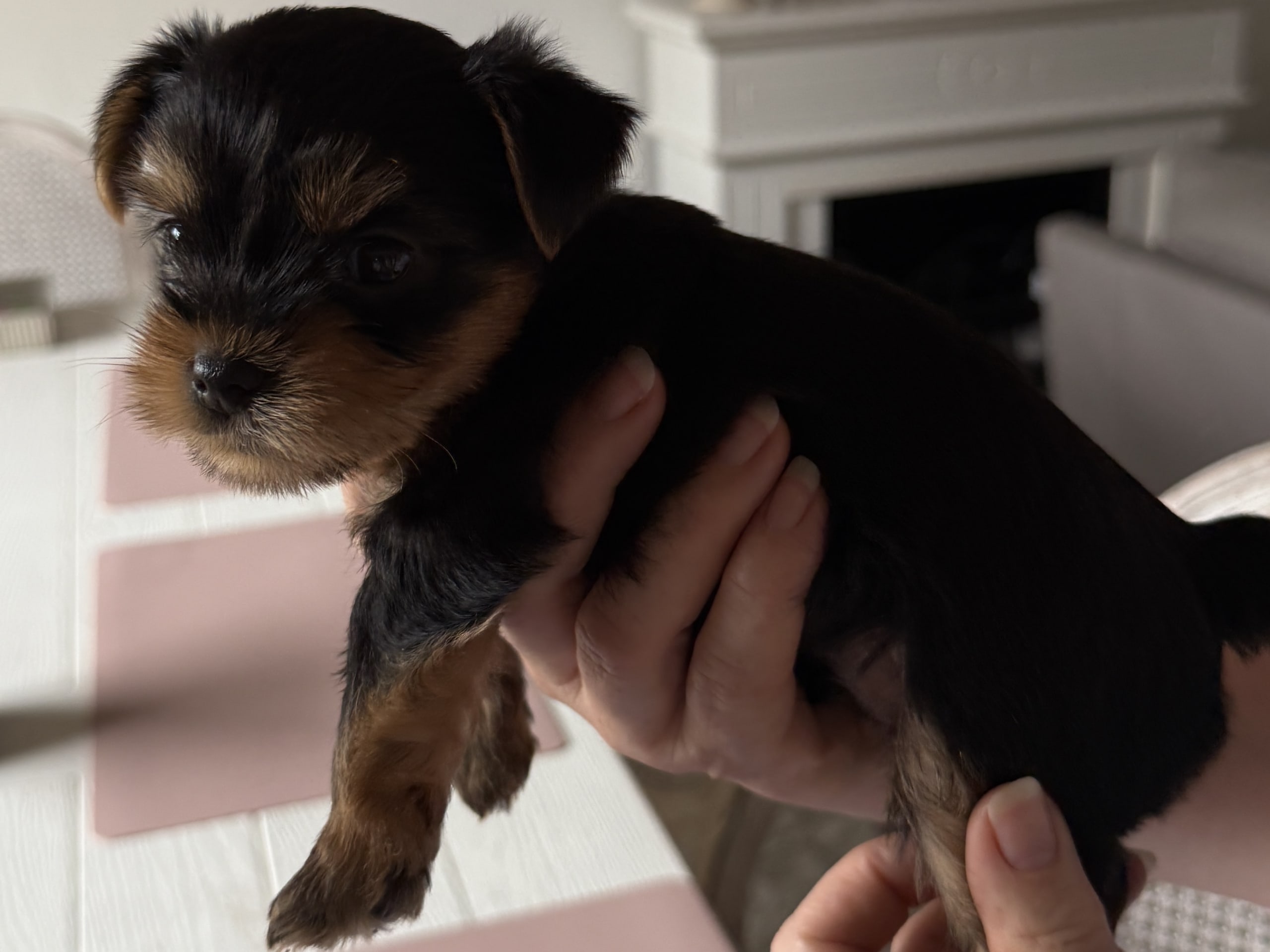 Puppy: Han 3