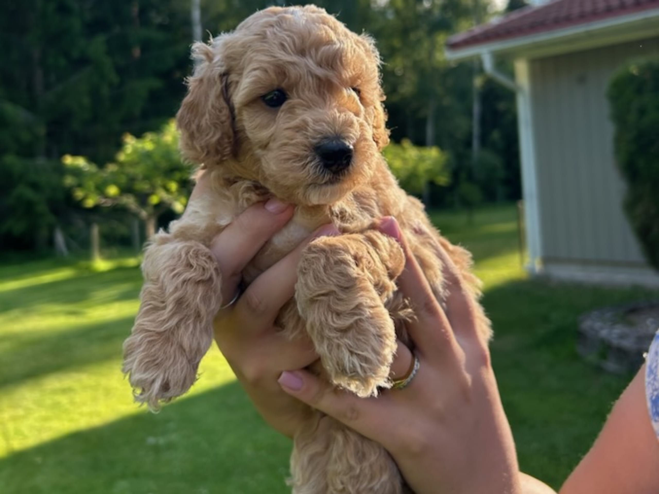 Puppy: Hane 1