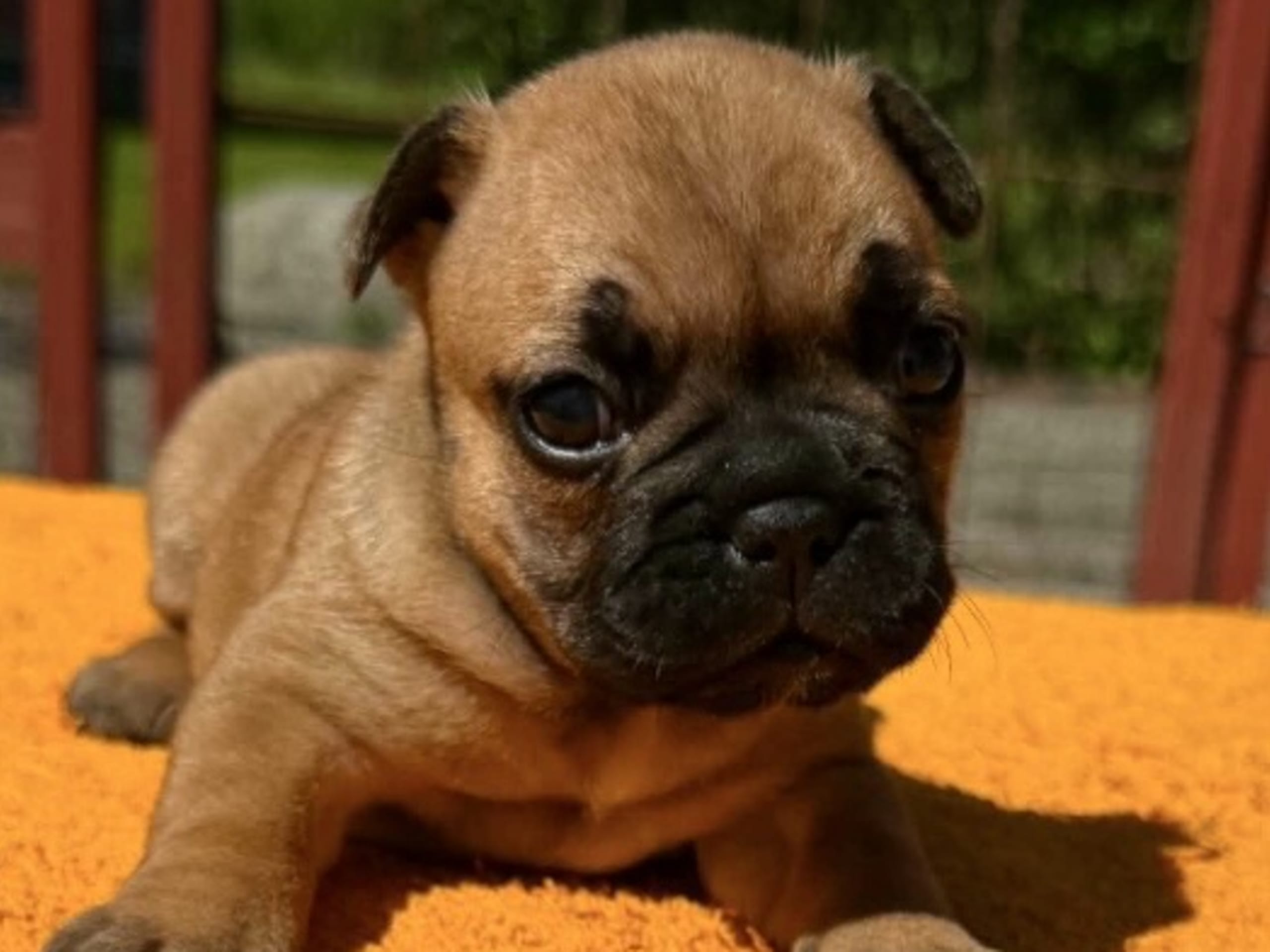 Puppy: Älsa Äldig