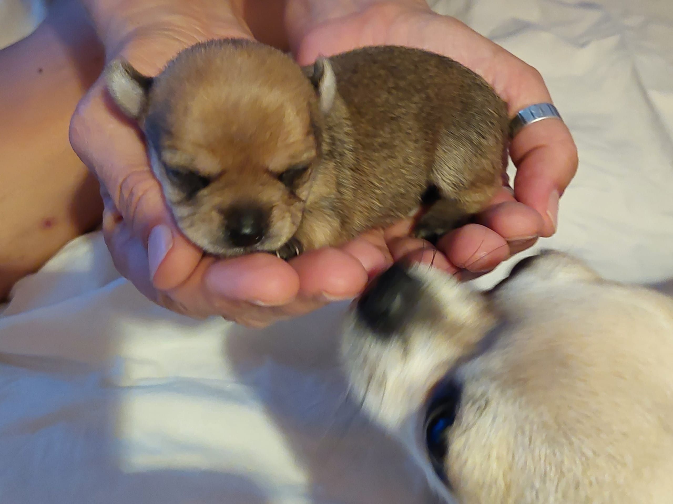 Puppy: Tik 1 Juni (Tingad)
