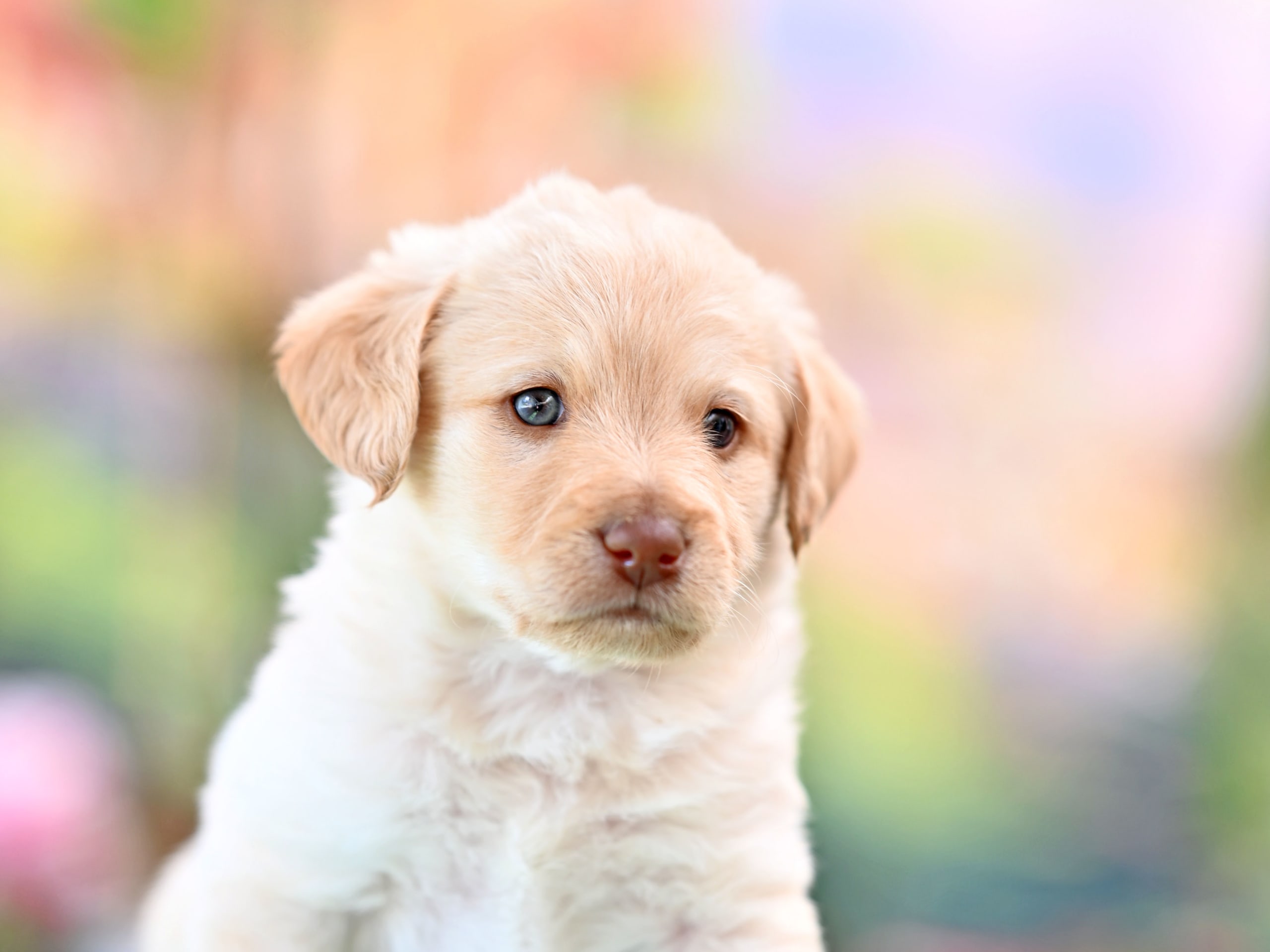 Puppy: Banan