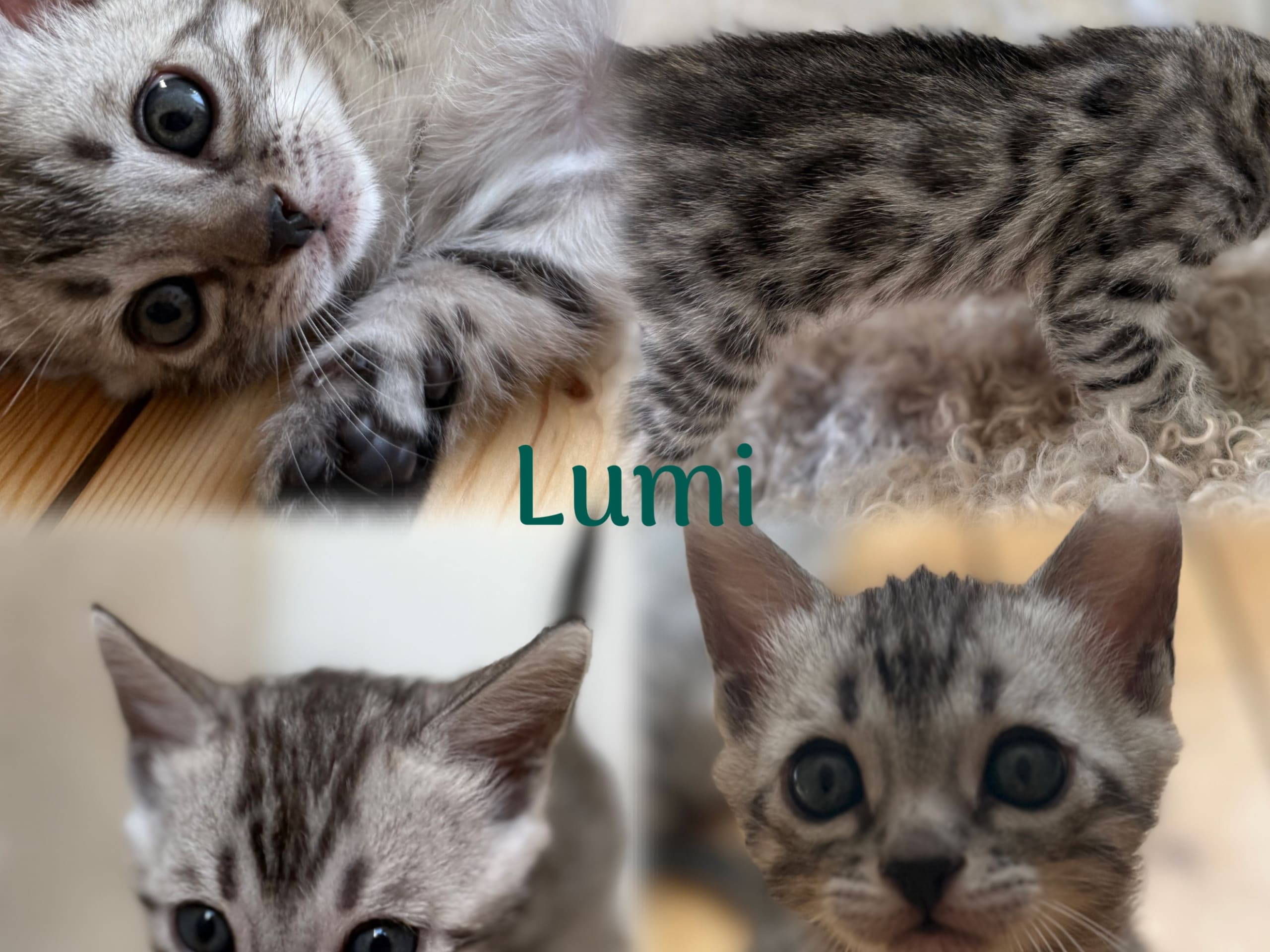 Lumi