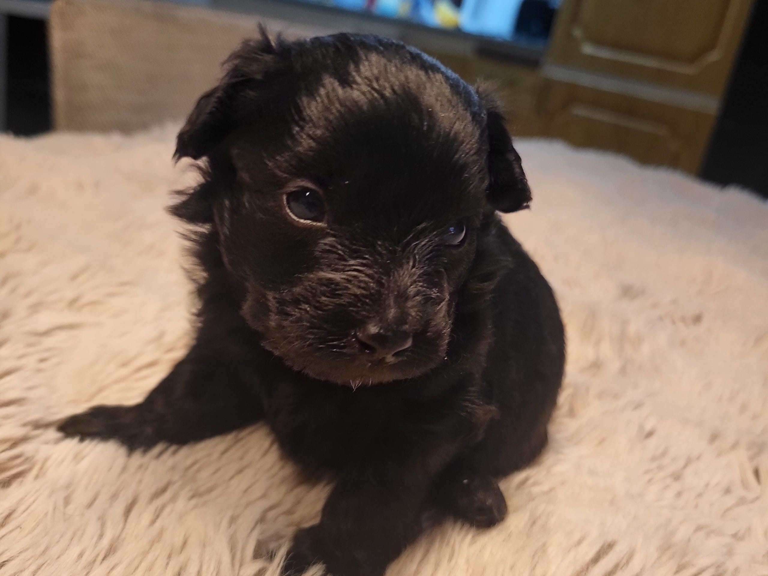 Puppy: Hane 3