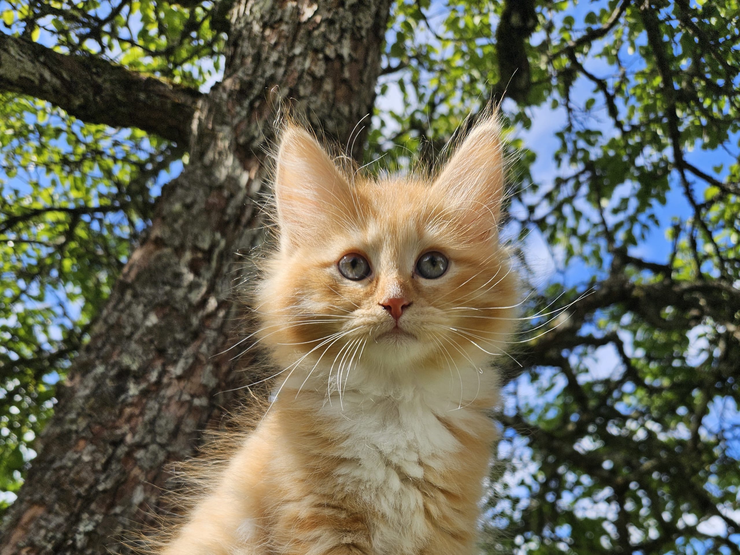 kitten: SE*Knarren's Love