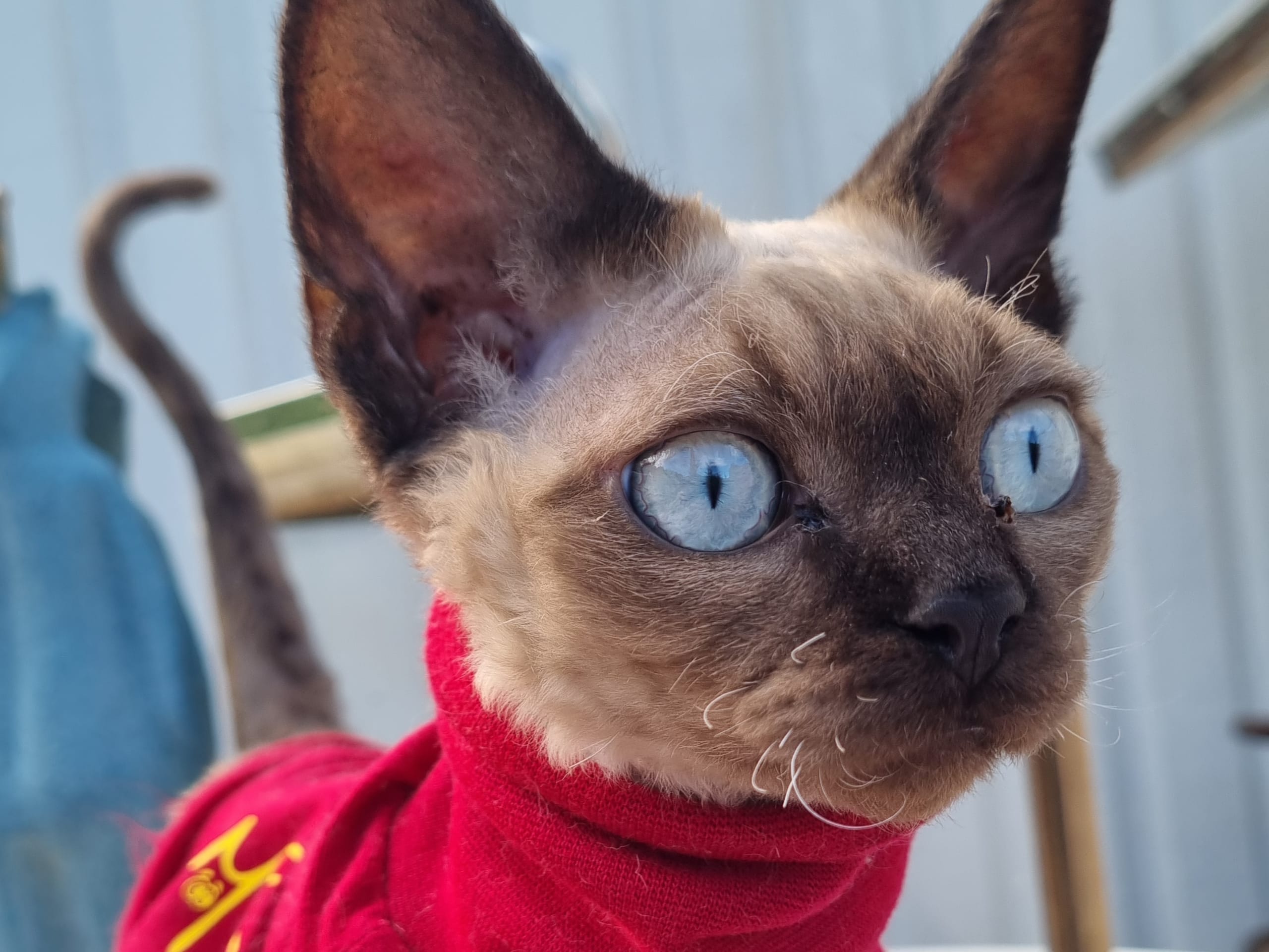 kitten: Ajax