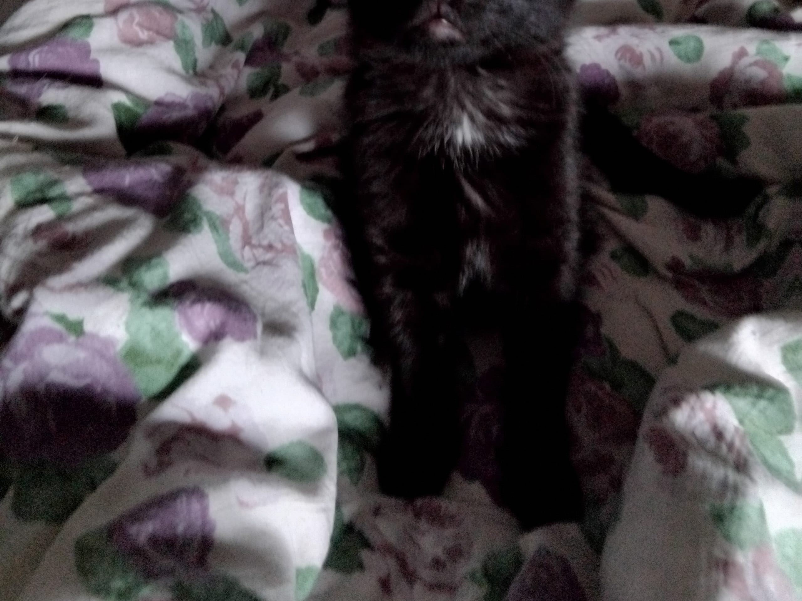 Sötan