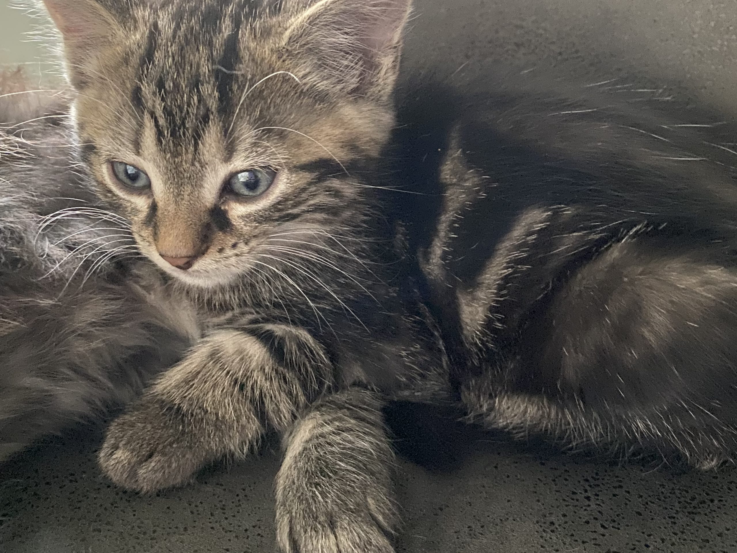 Hunnkatt 1