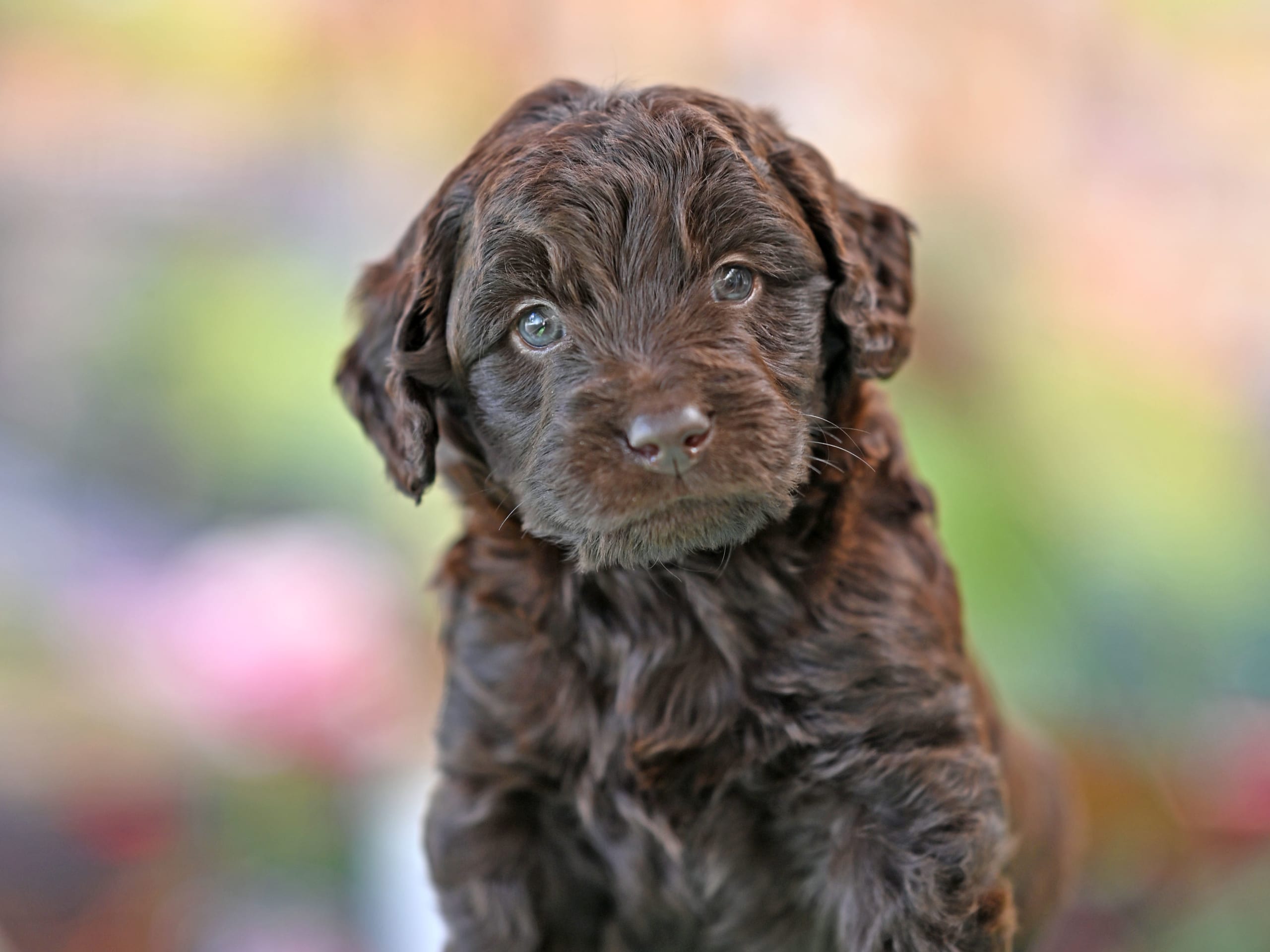 Puppy: Kokos