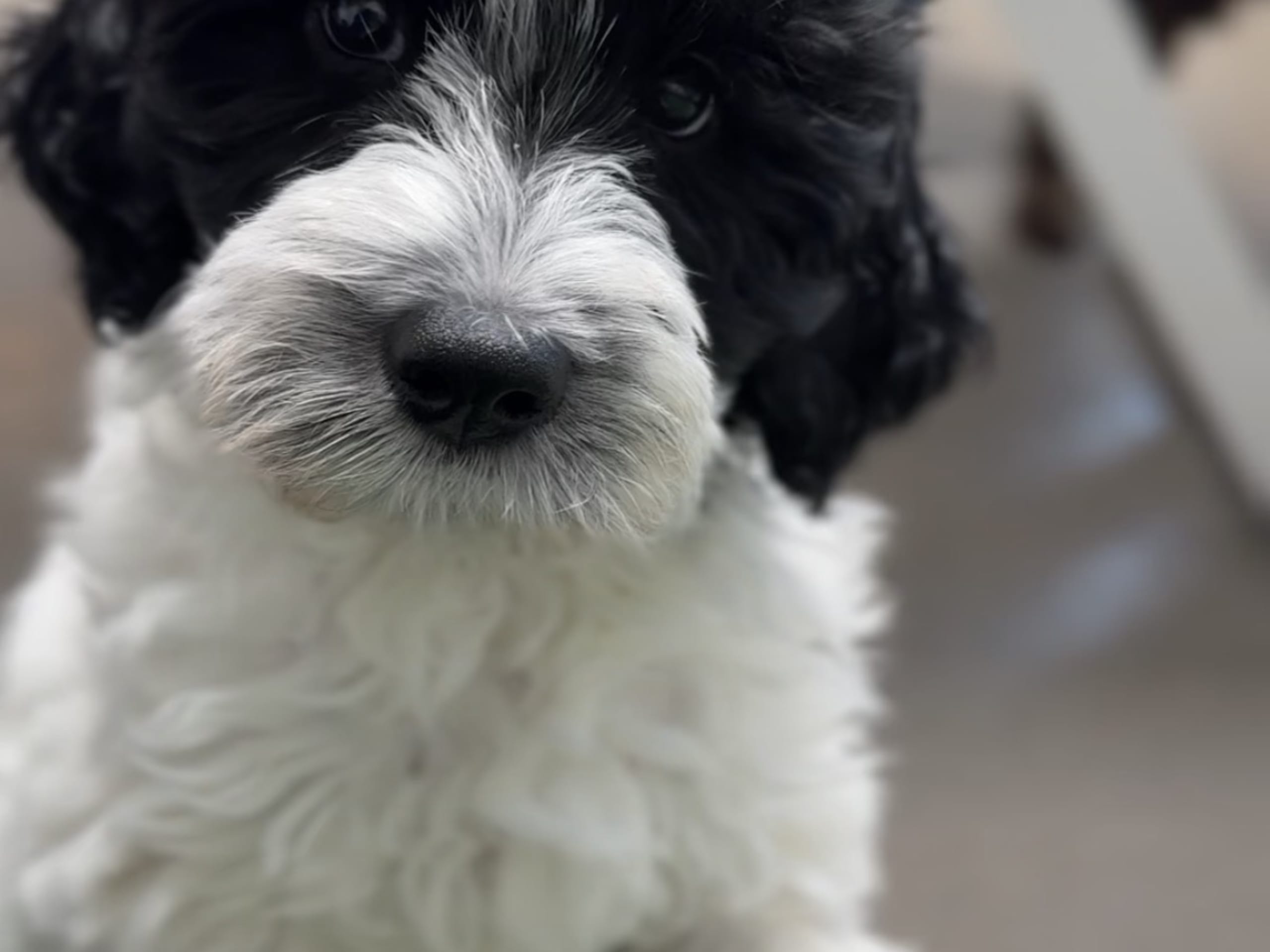 101 Labradoodles
