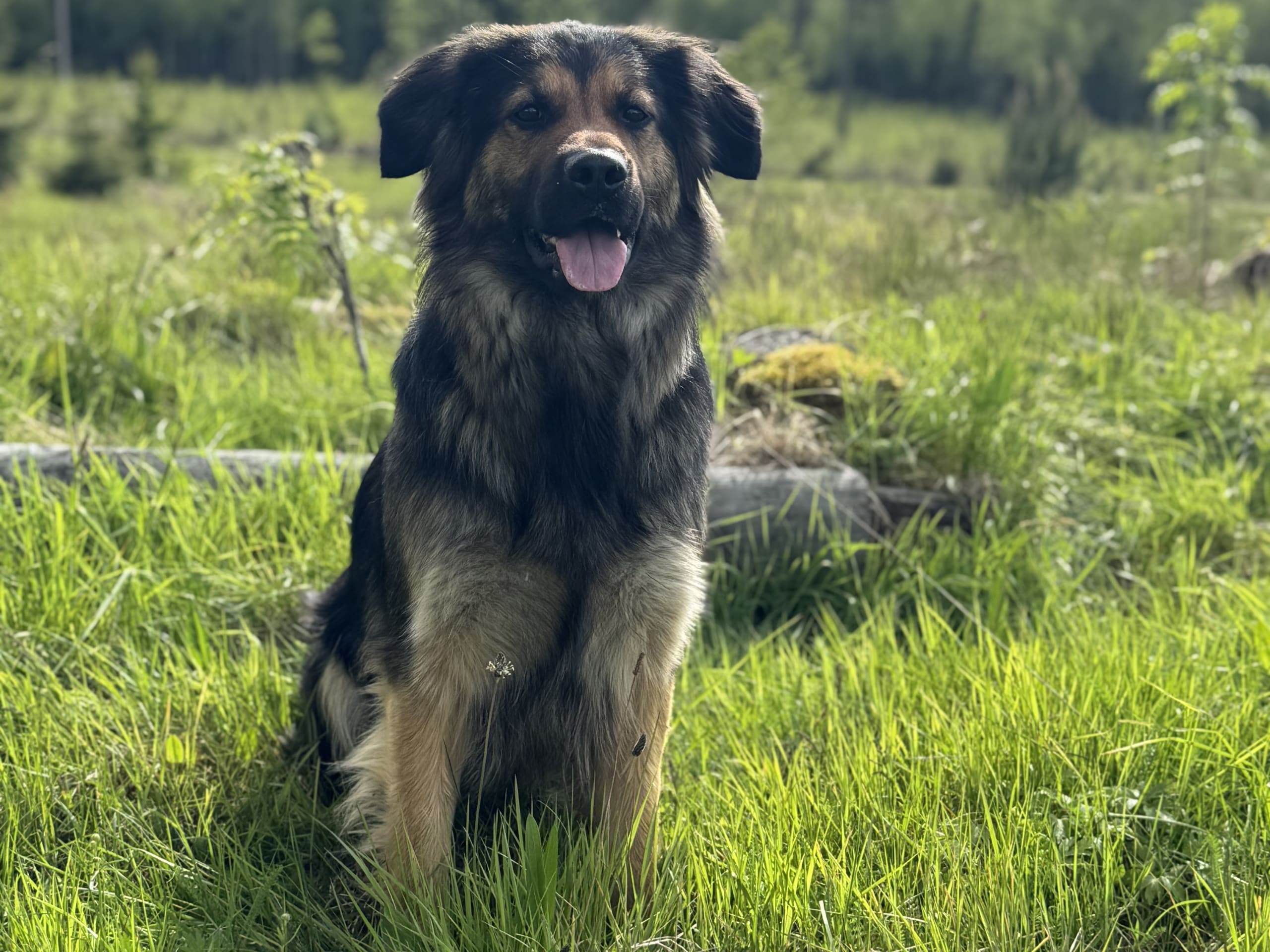 Hund: Tik 1