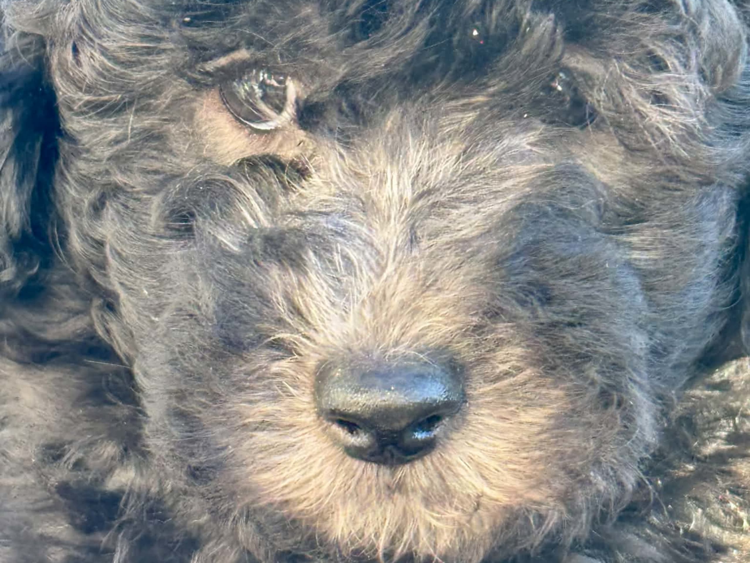 Shihpoo