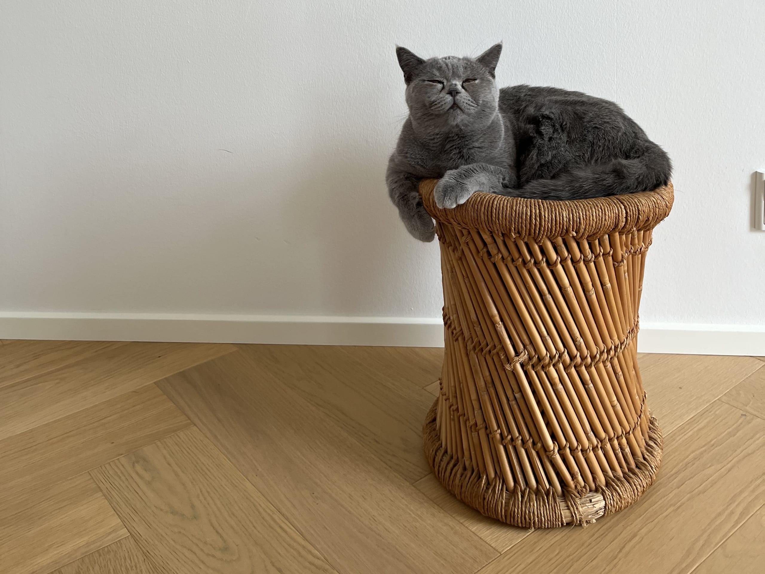 Mor: Lachatte dagfrid