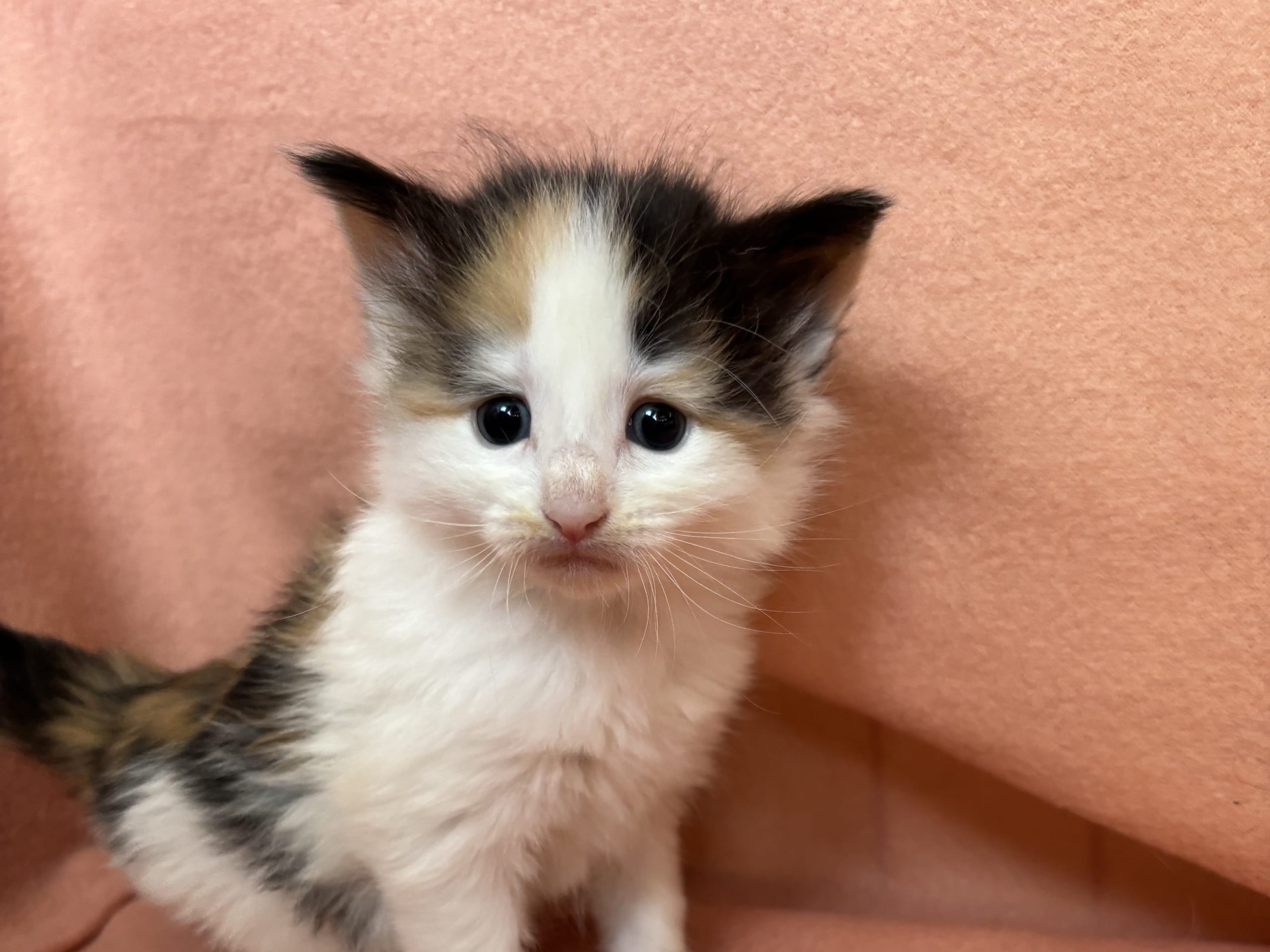 kitten: Dixi