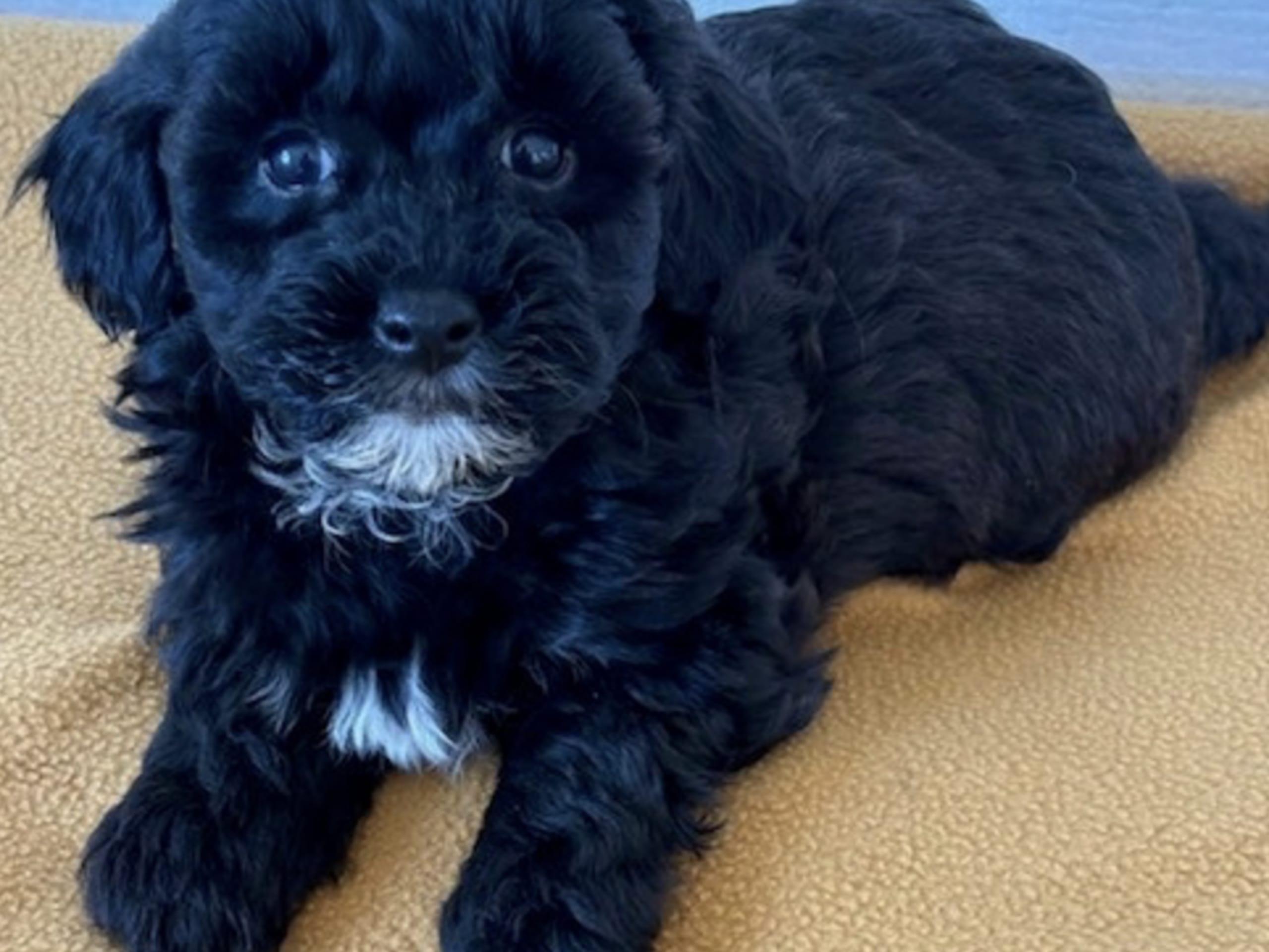 Puppy: Tik 4