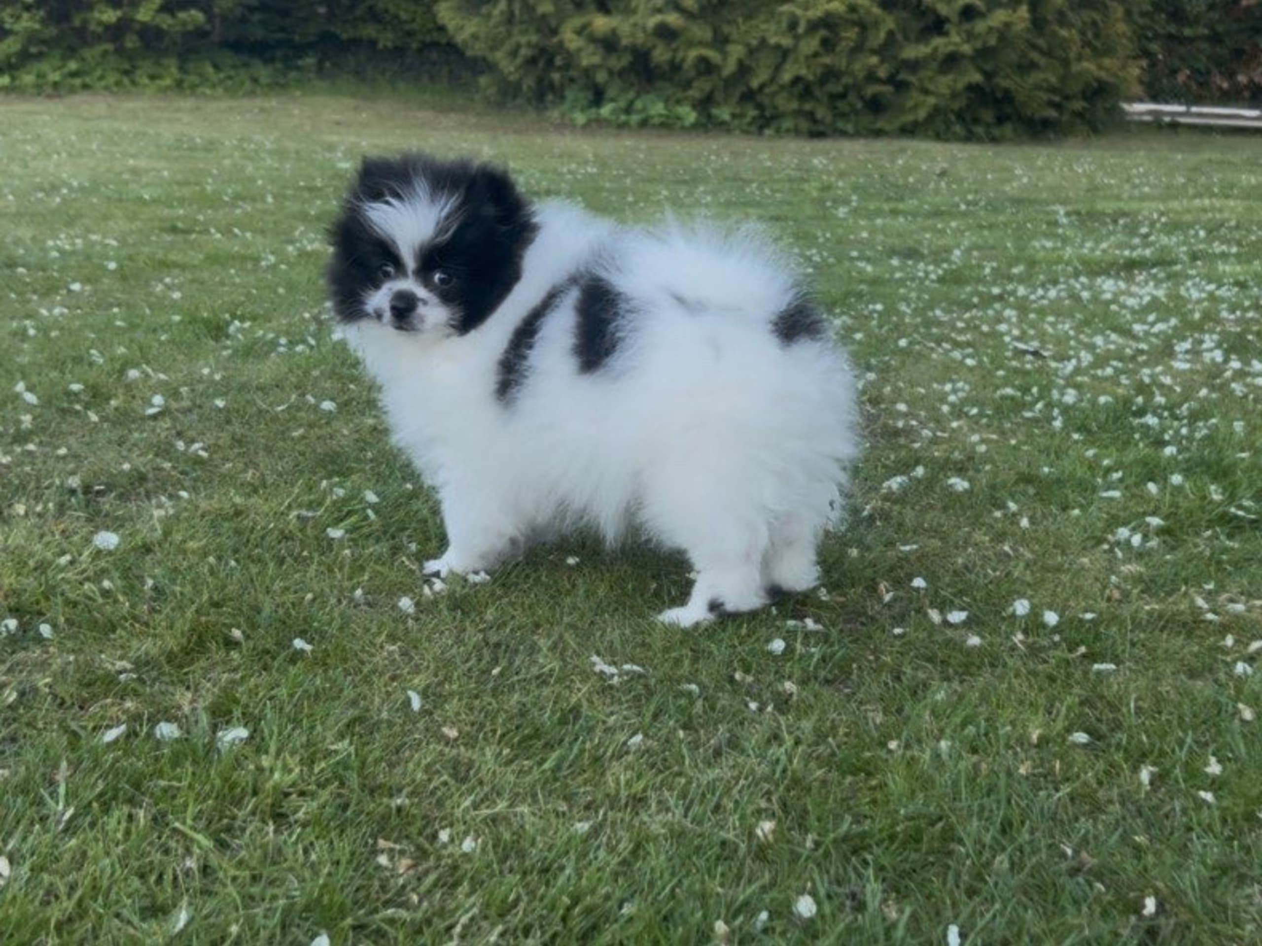 Puppy: Hane 1