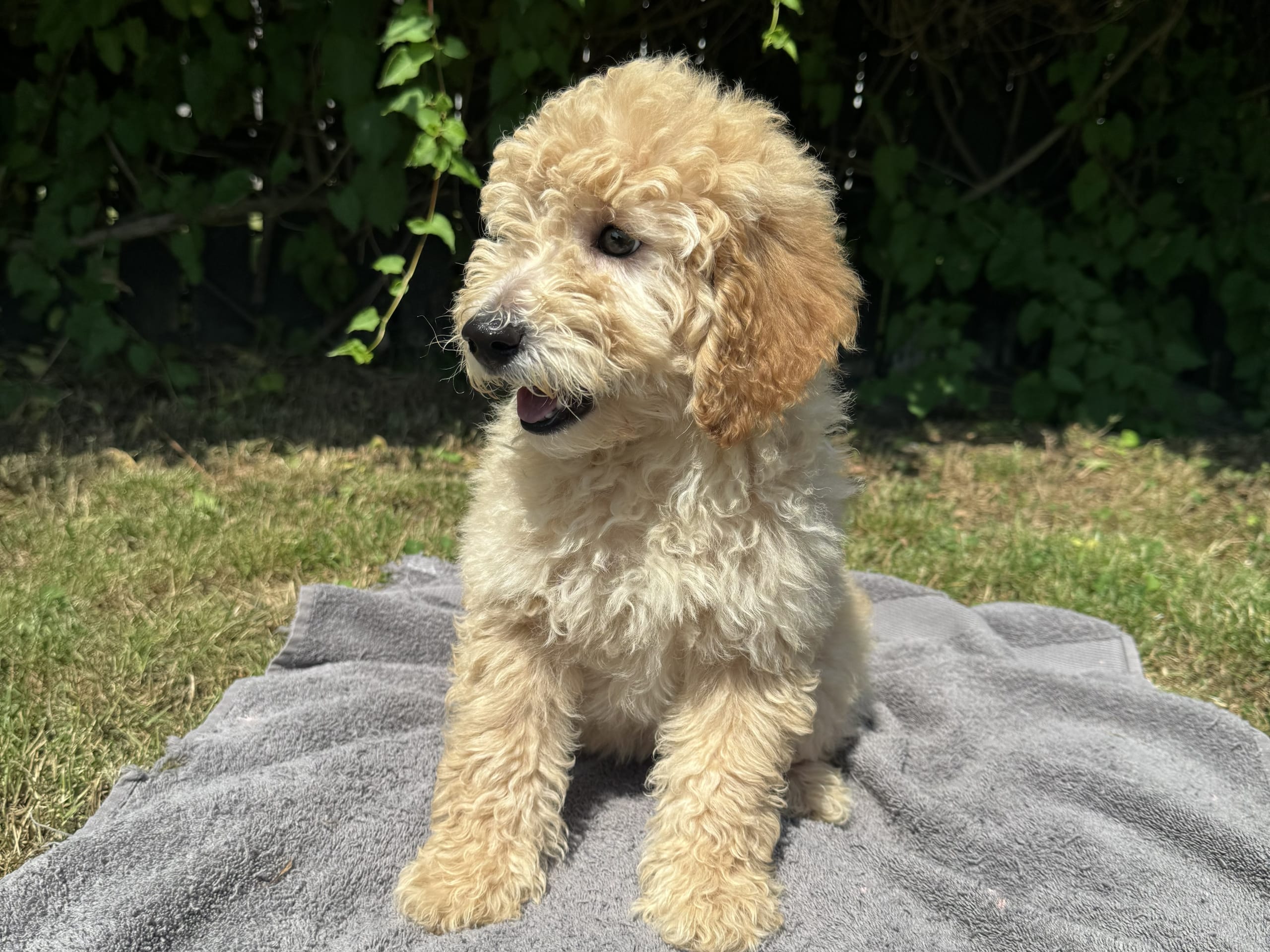 Puppy: Tik 1