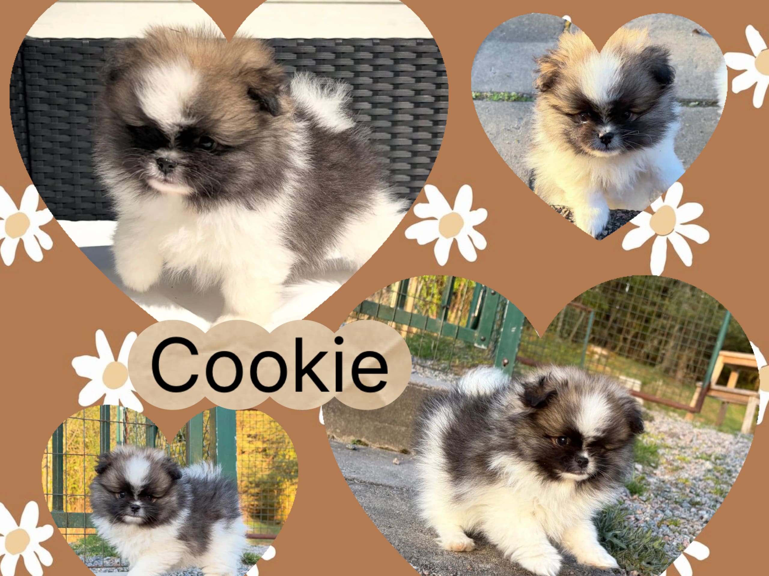 Cookie