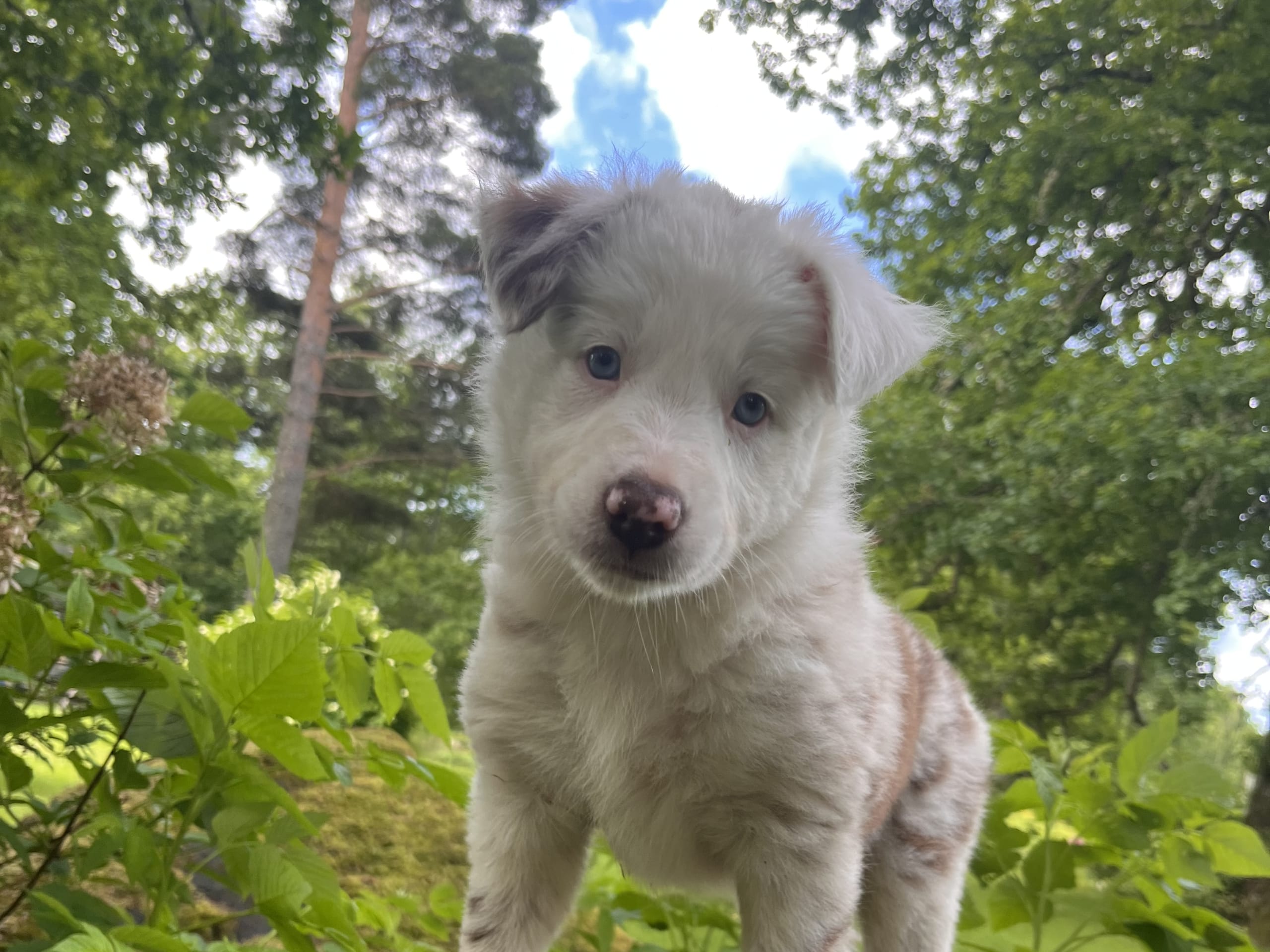 Puppy: Tik 3 Kiiva