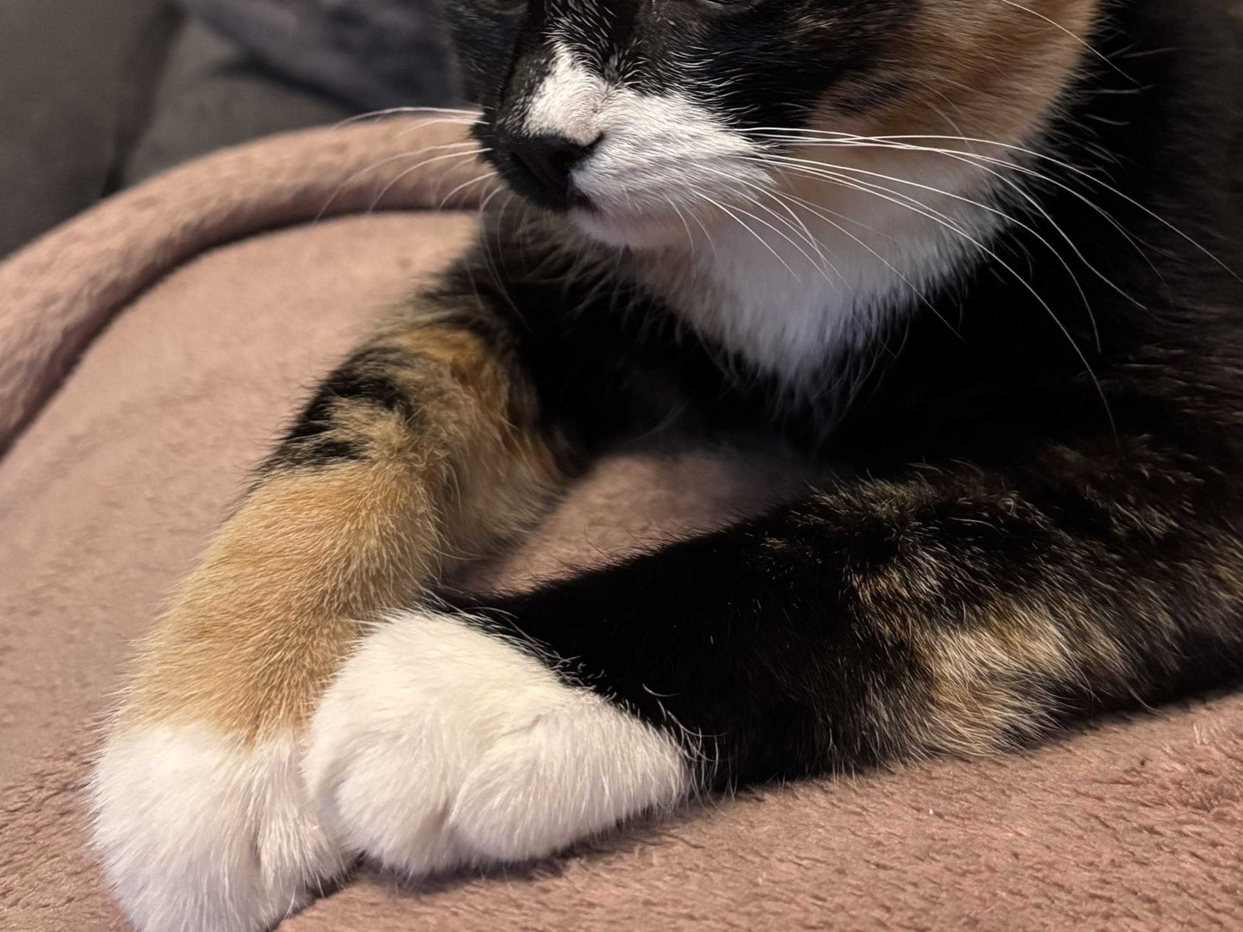 Nala