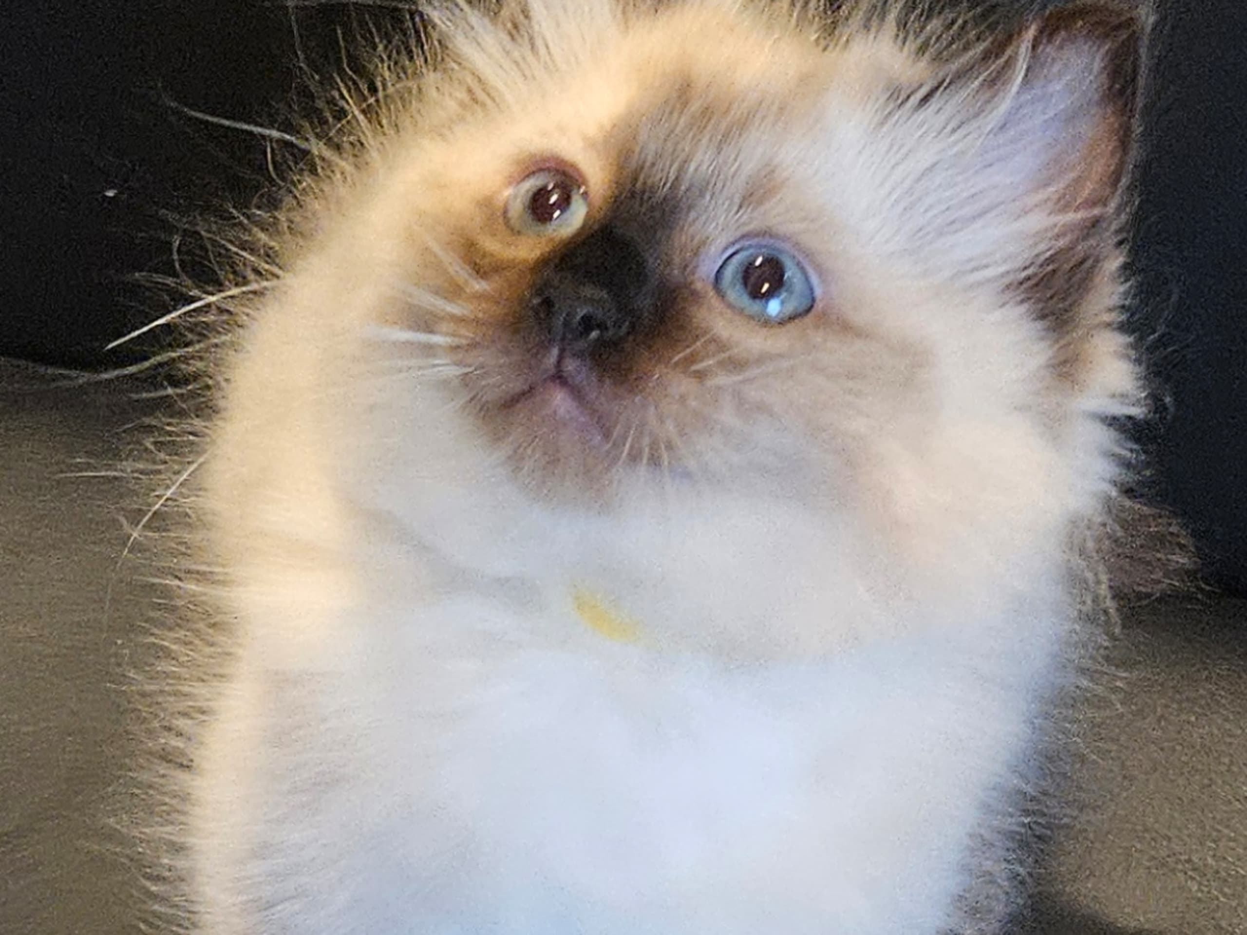 kitten: Nemo