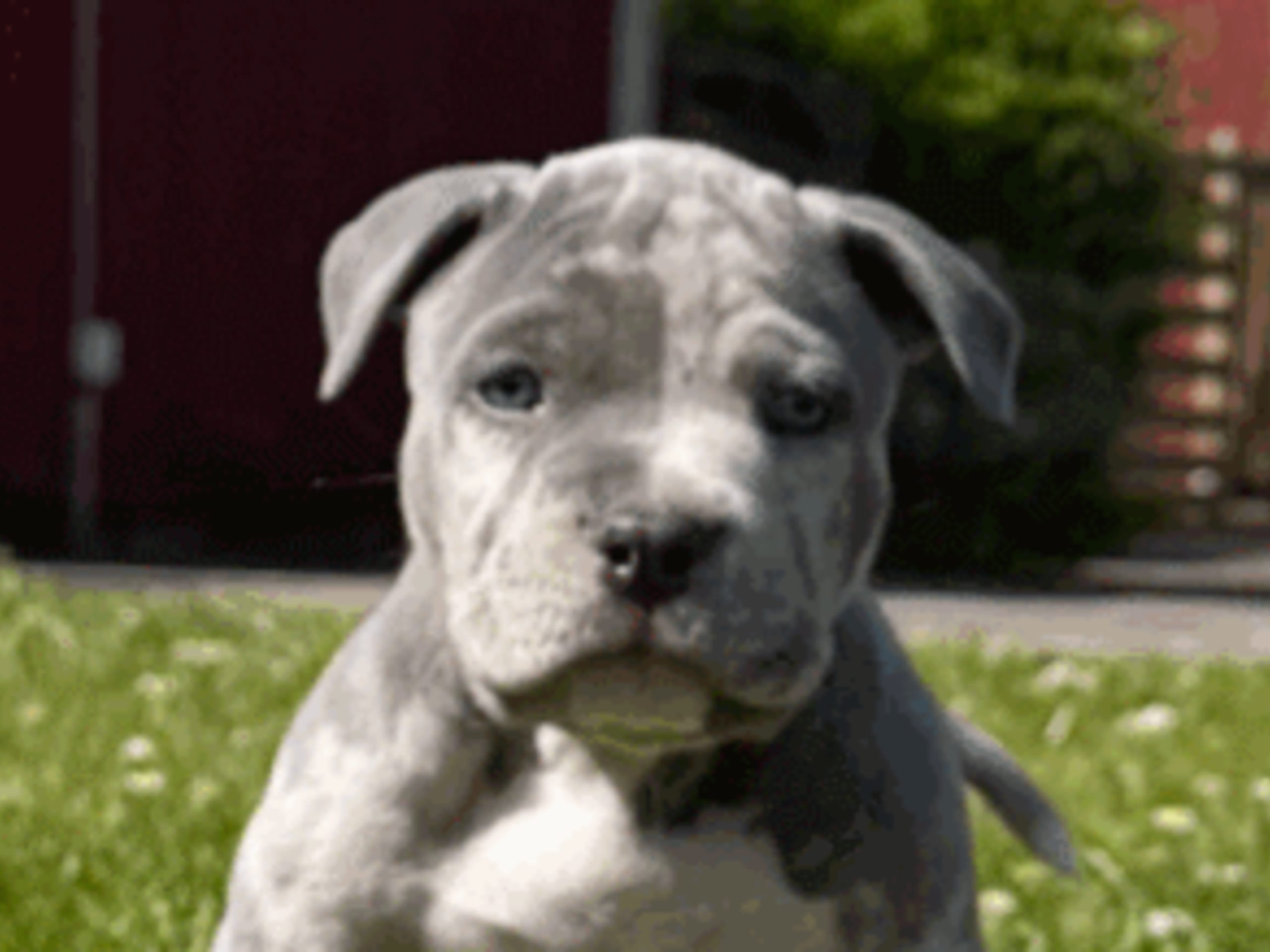 Puppy: Hane 2