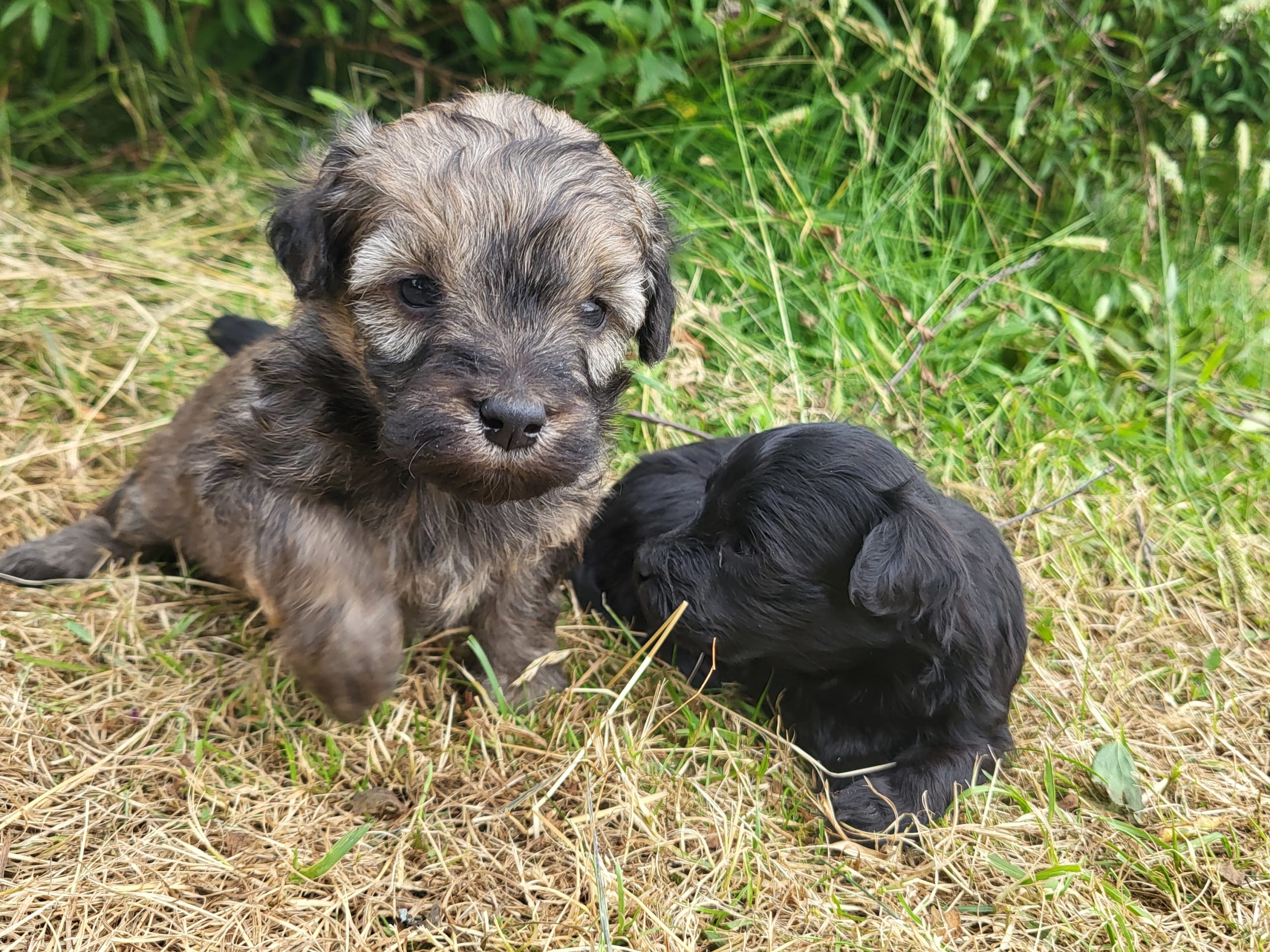 Puppy: Tik 1