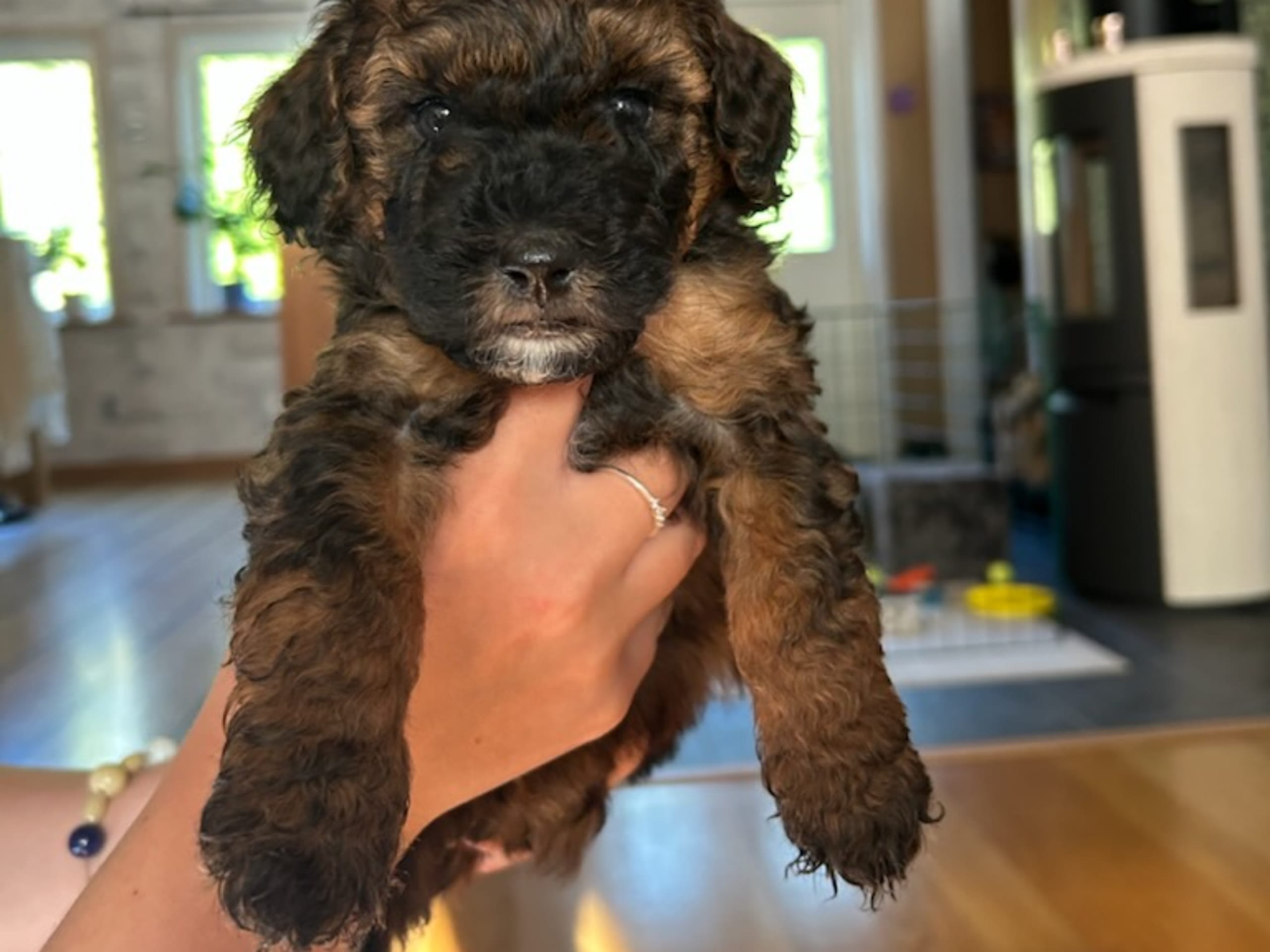 Puppy: Hane 2