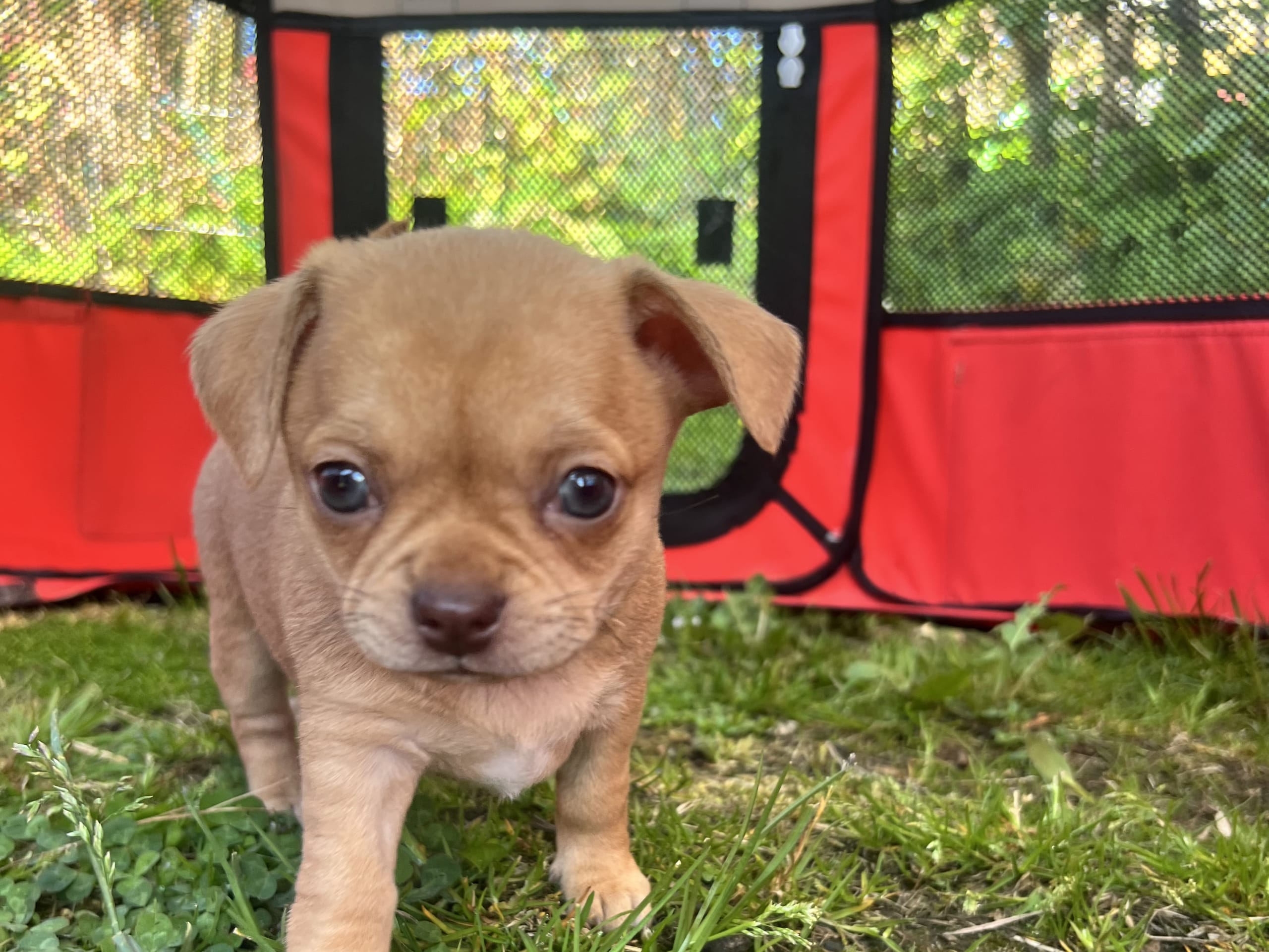 Puppy: Tik 2