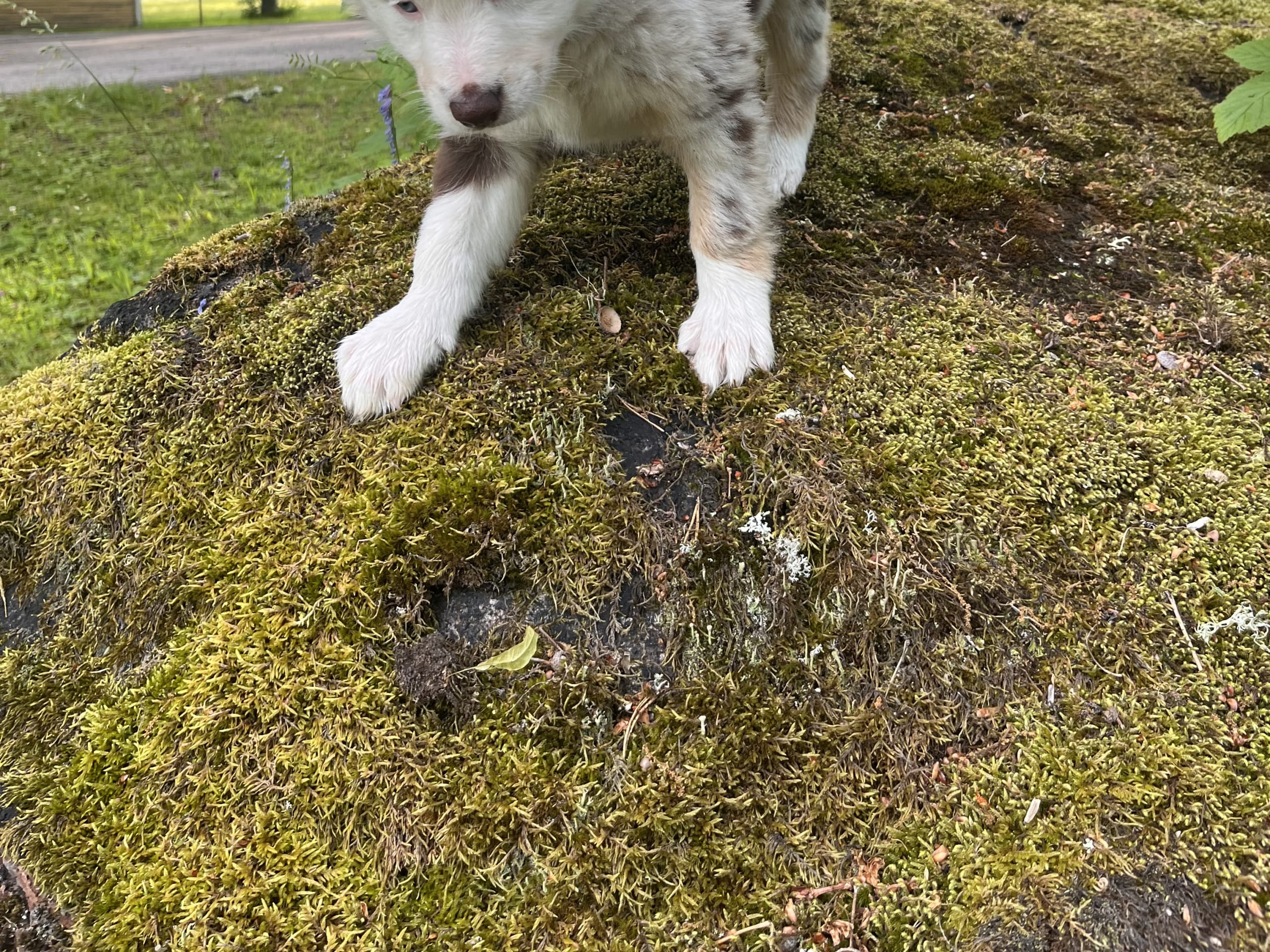 Puppy: Tik 2 Helly