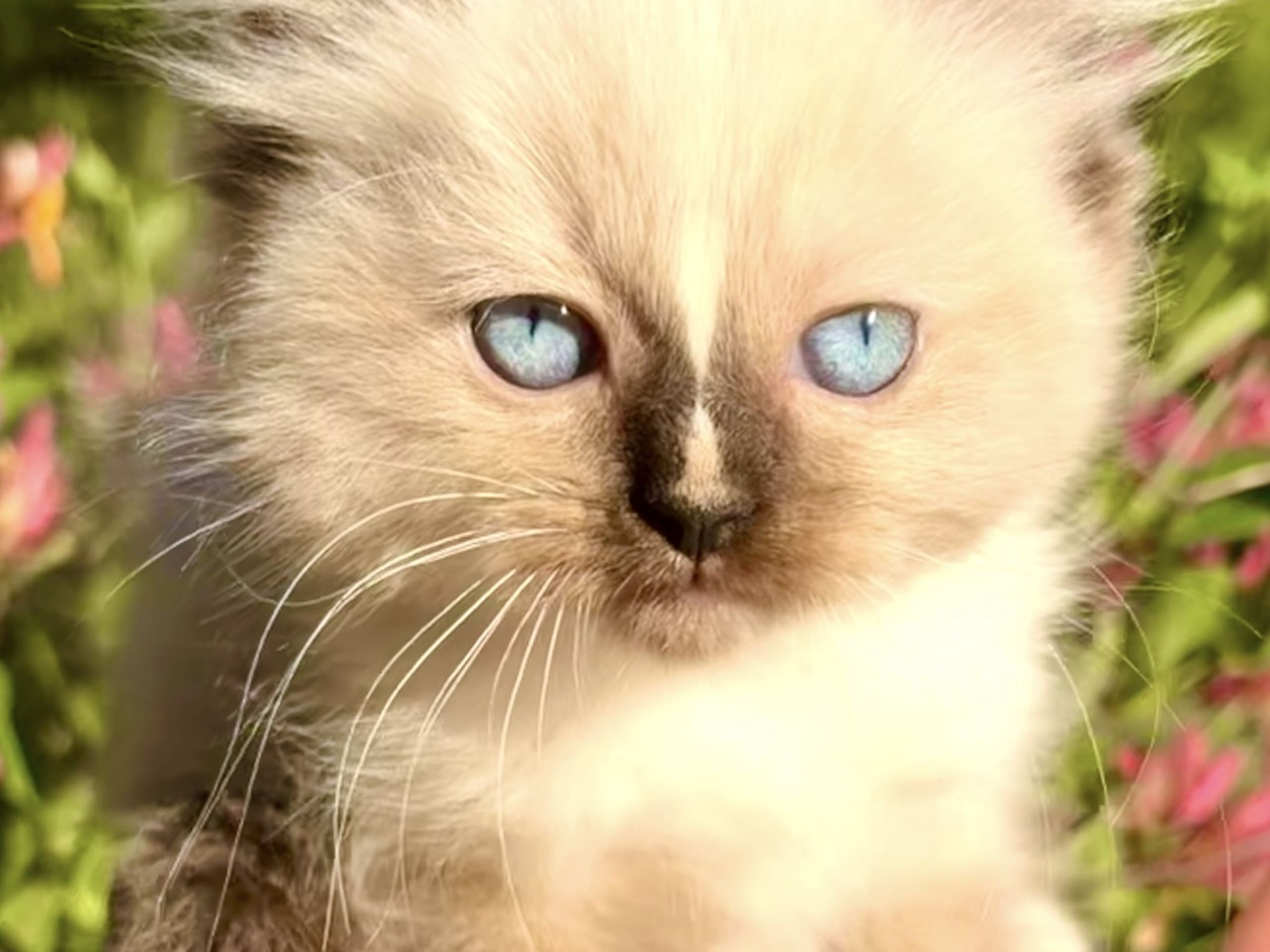 kitten: Hona 1