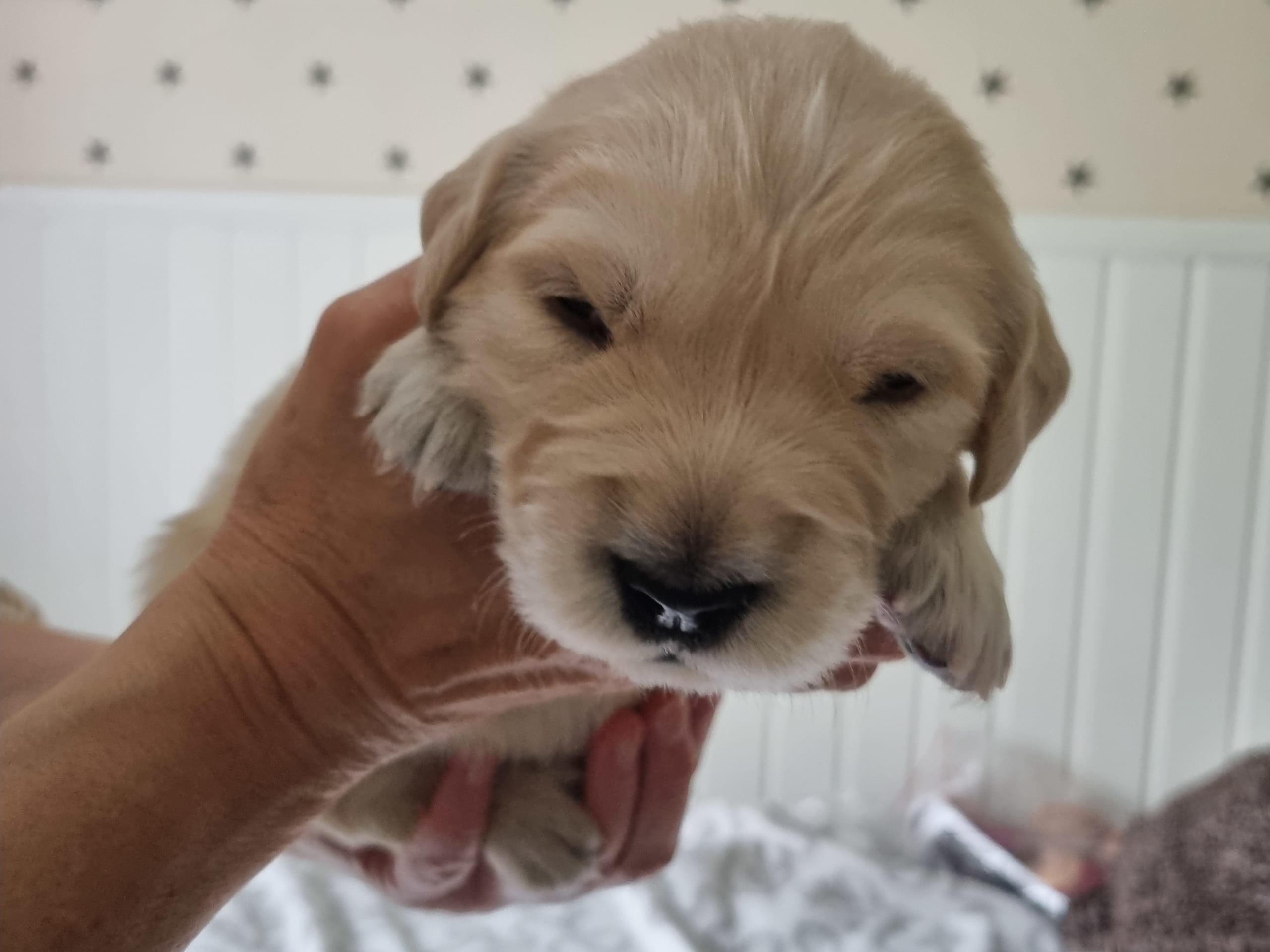 Puppy: Svart