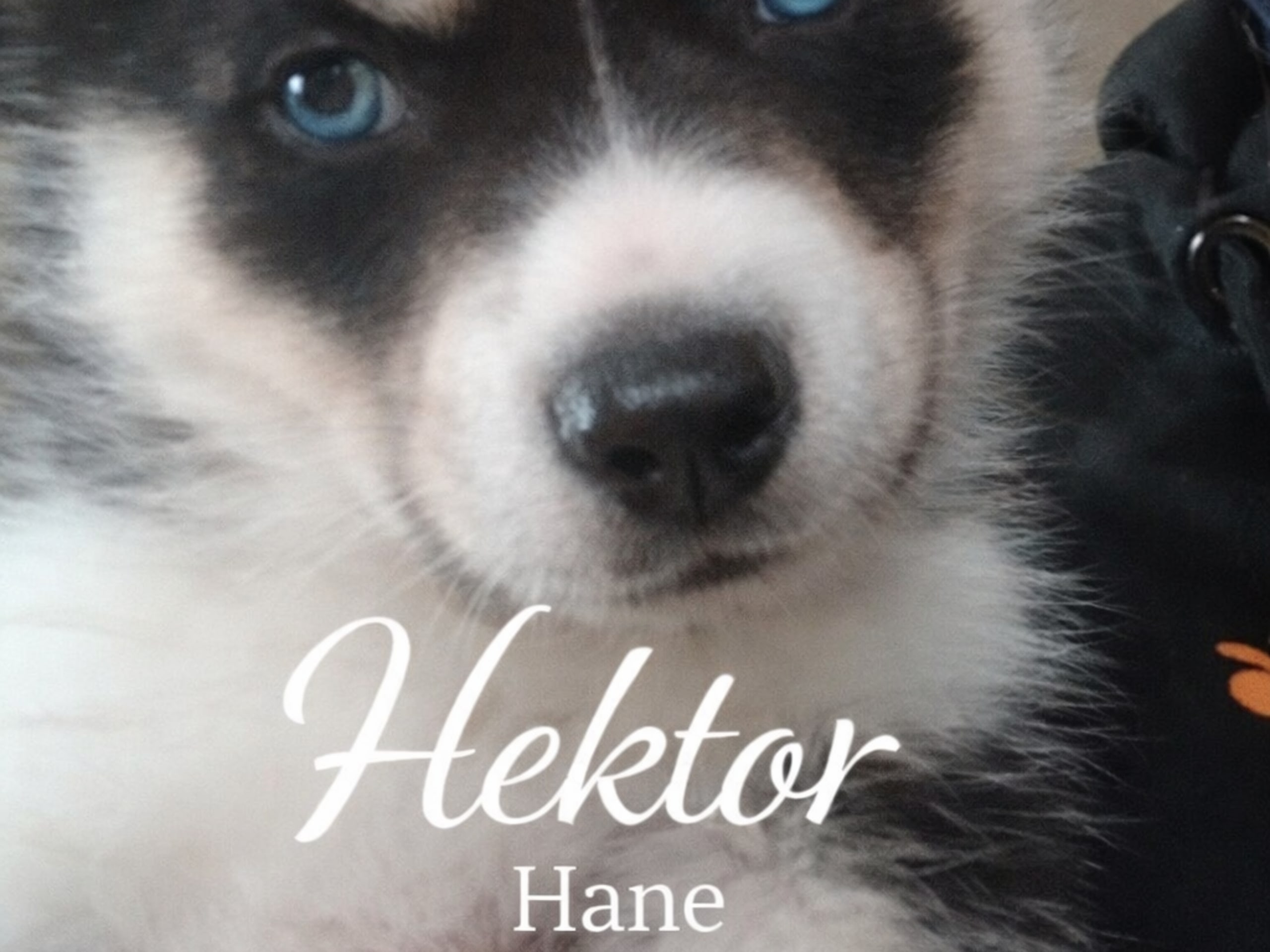 Puppy: Hektor