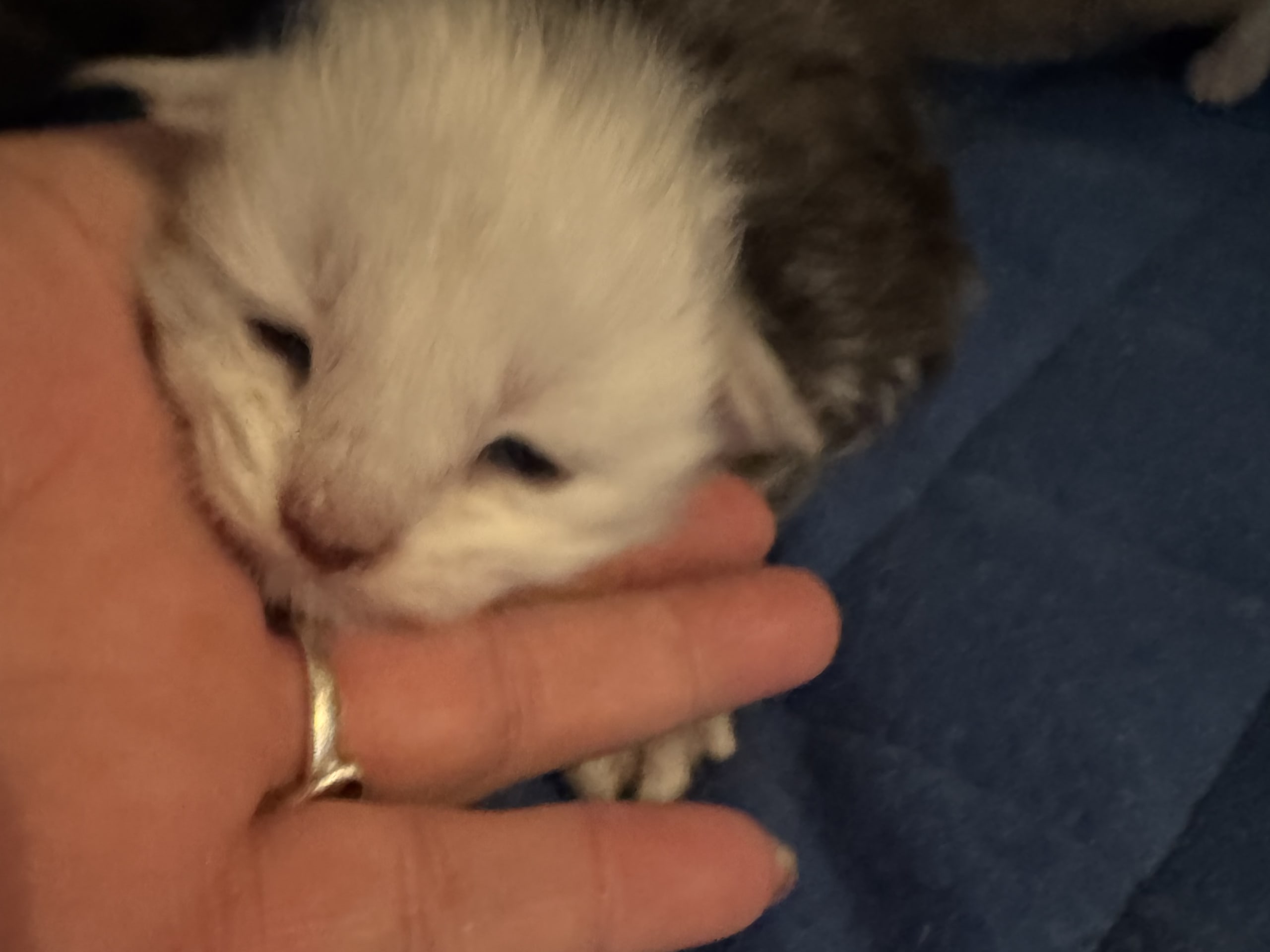 kitten: Noel