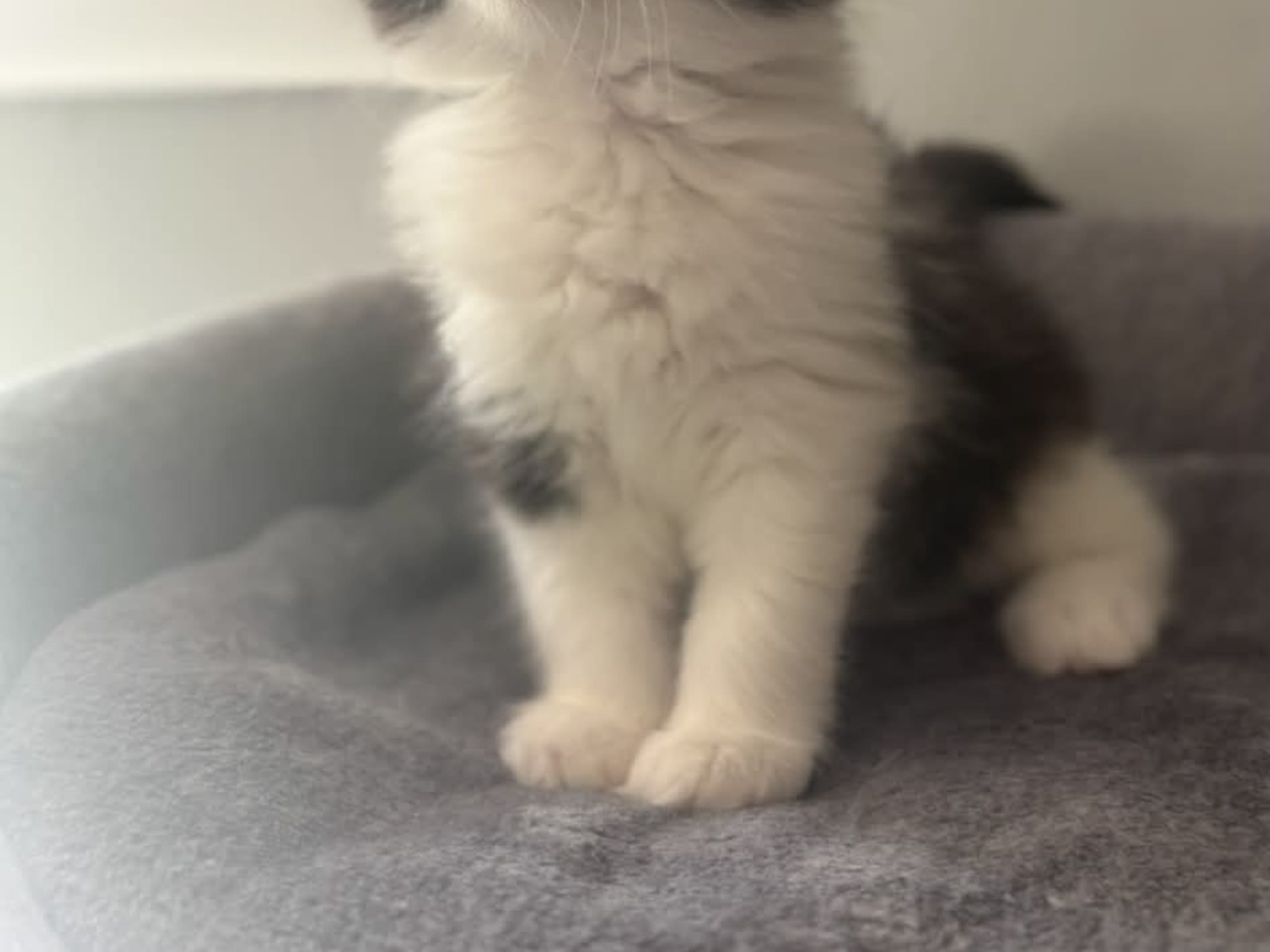 Anglakatt