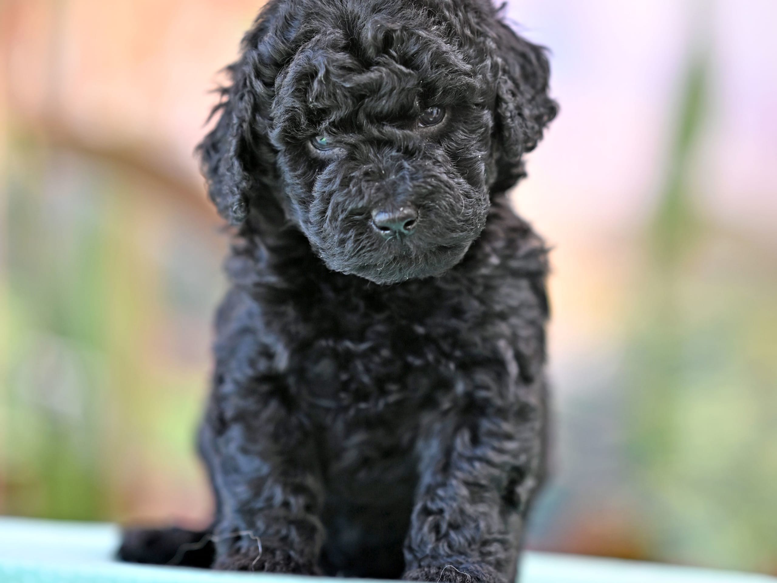 Puppy: Papaya Tingad