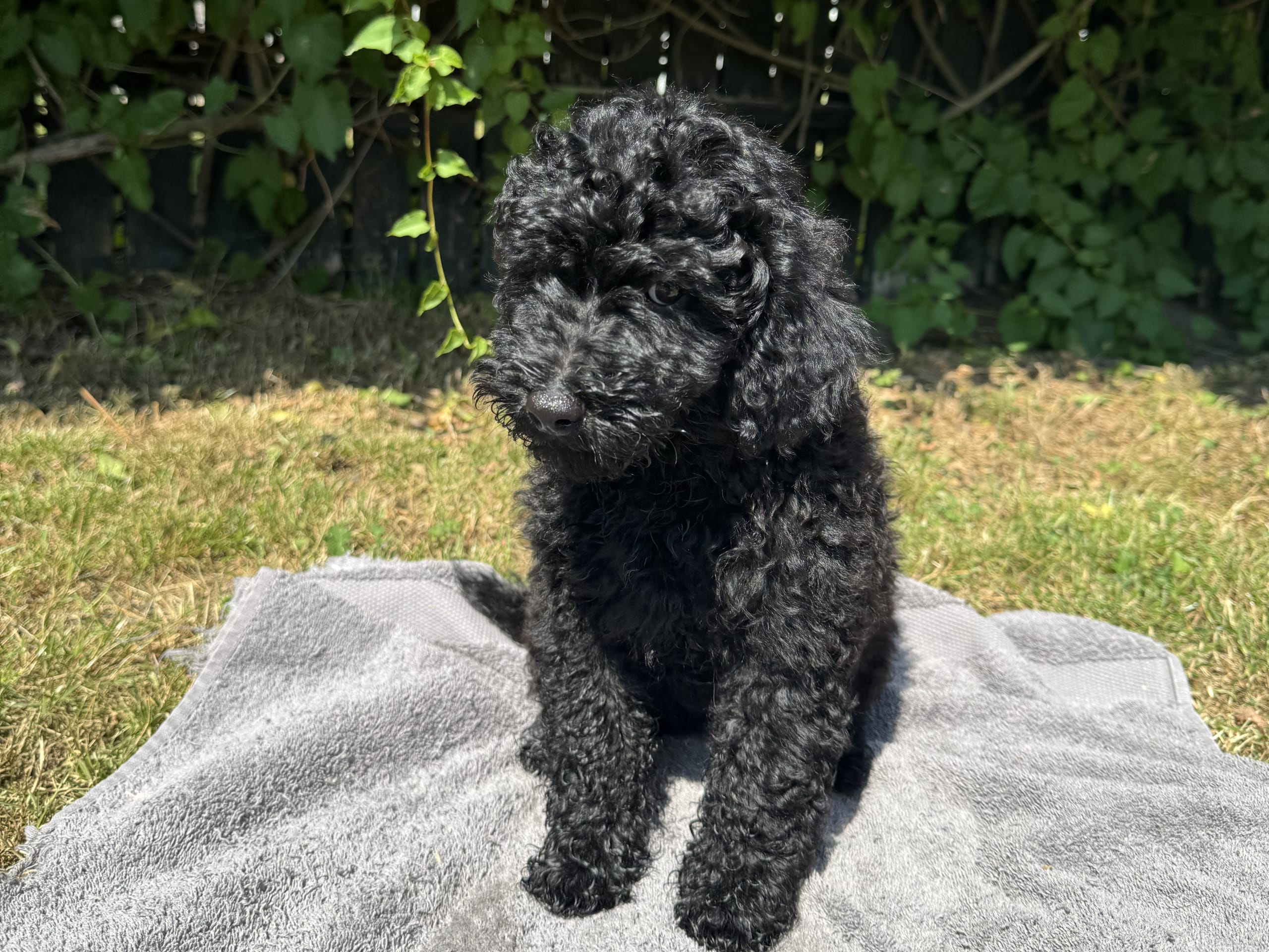 Puppy: Hane 4