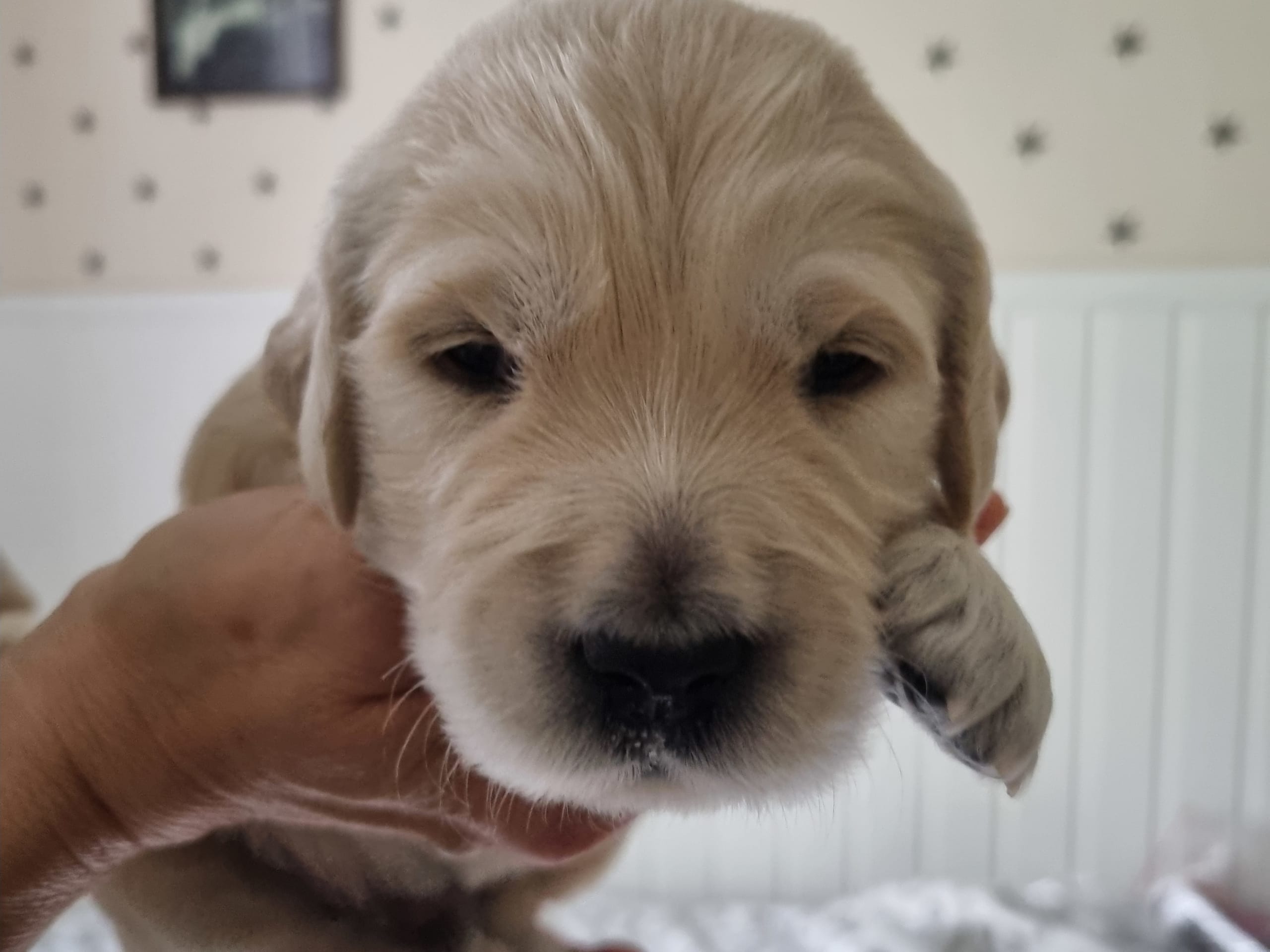Puppy: Turkos