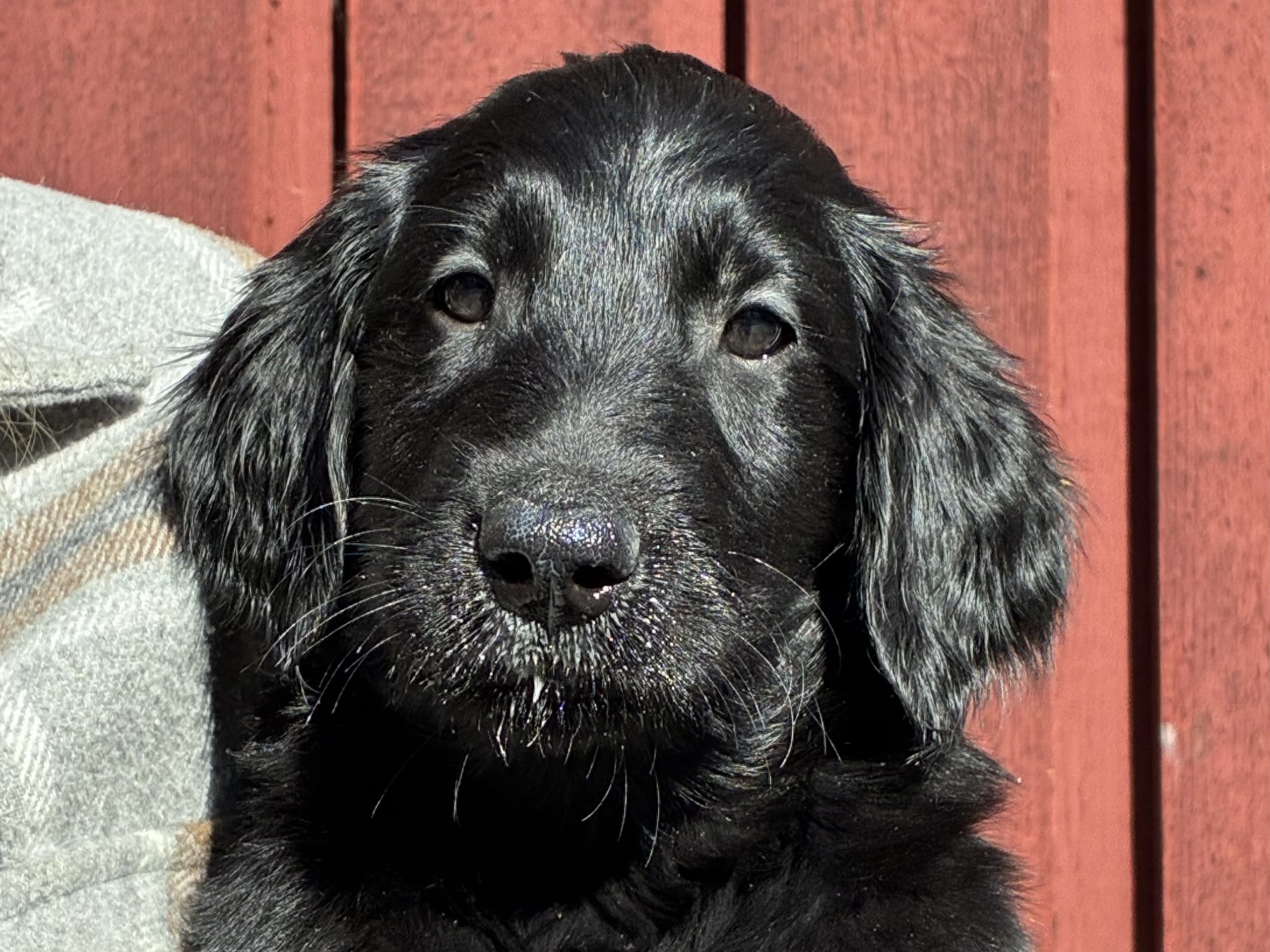 Puppy: Almanza Snowball