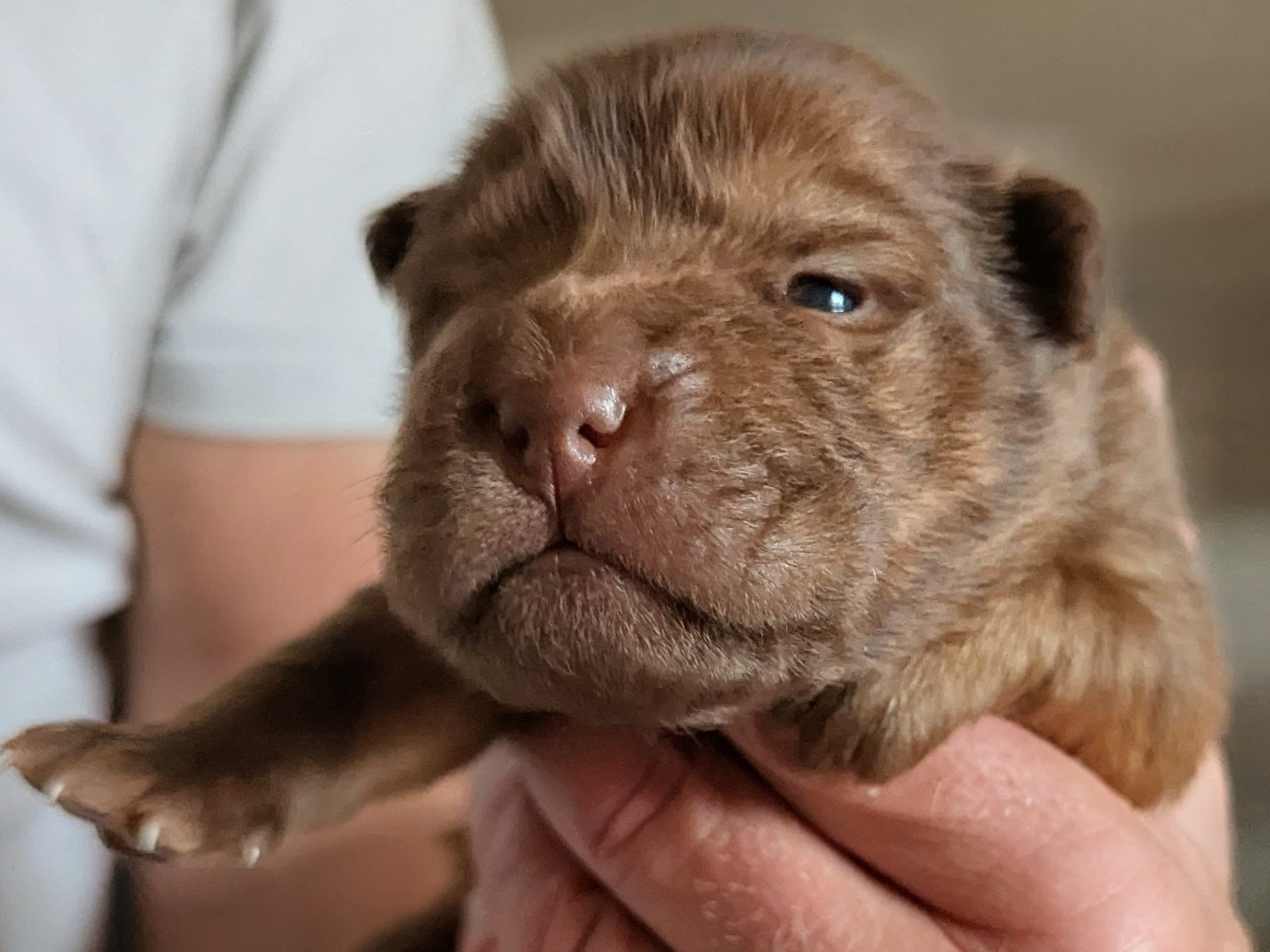Puppy: Tik 2